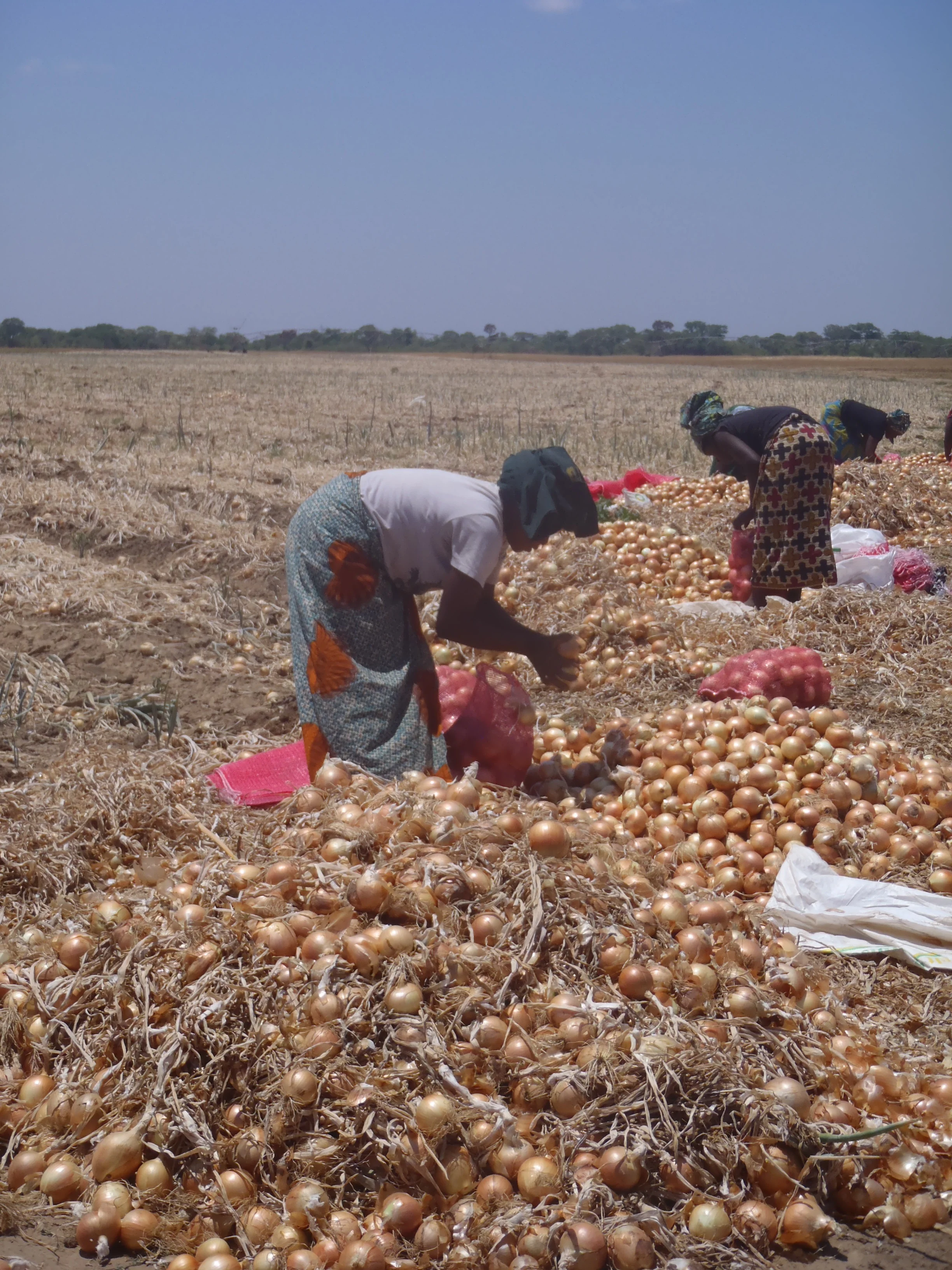 Women farm laborers harvesting onion, during a visit of a commercial farm in Zambia. Over 70% of global vegetable production in Africa is done by hand by women. Photo by Erin Schneider