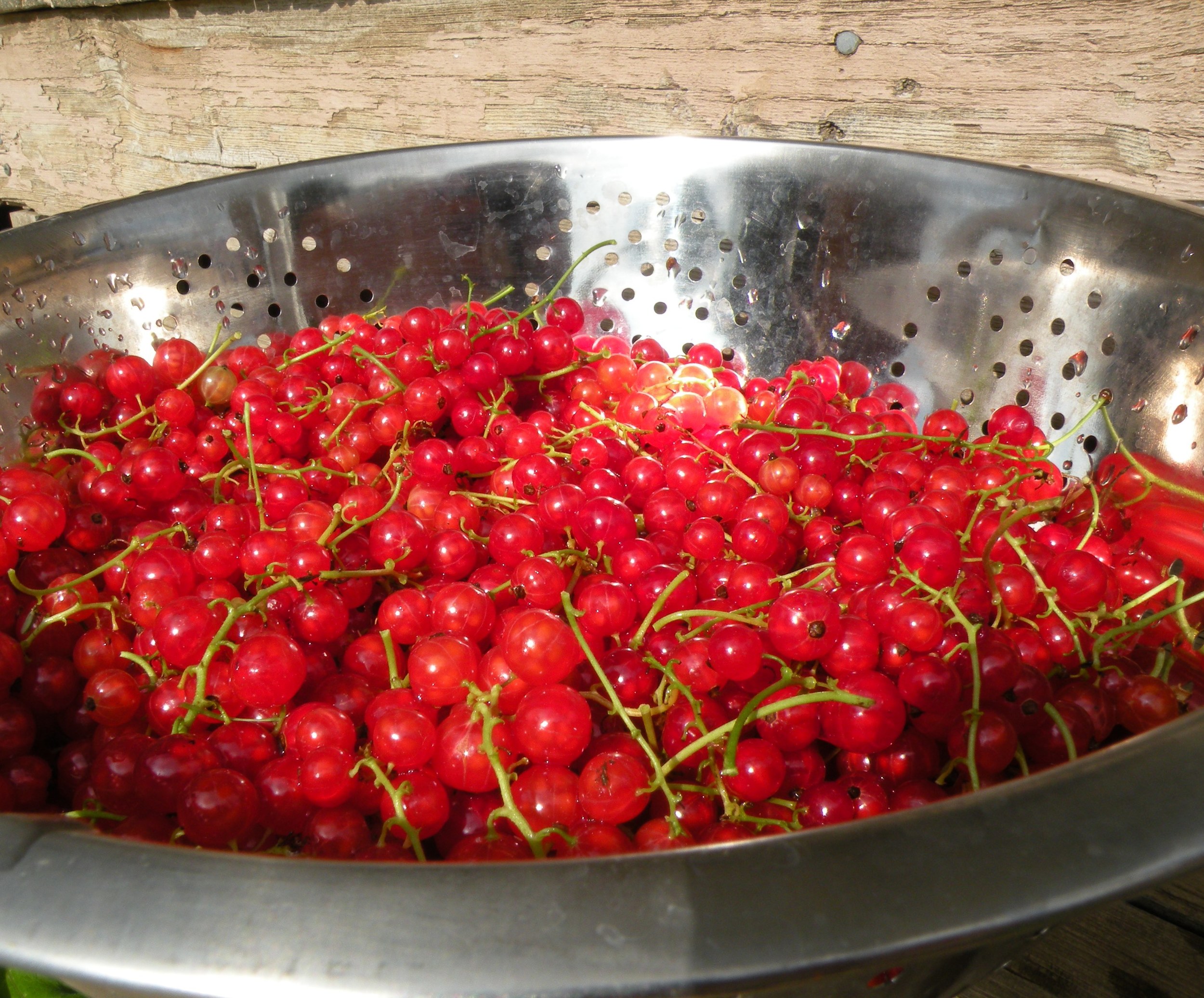 Red Currant Sunsets