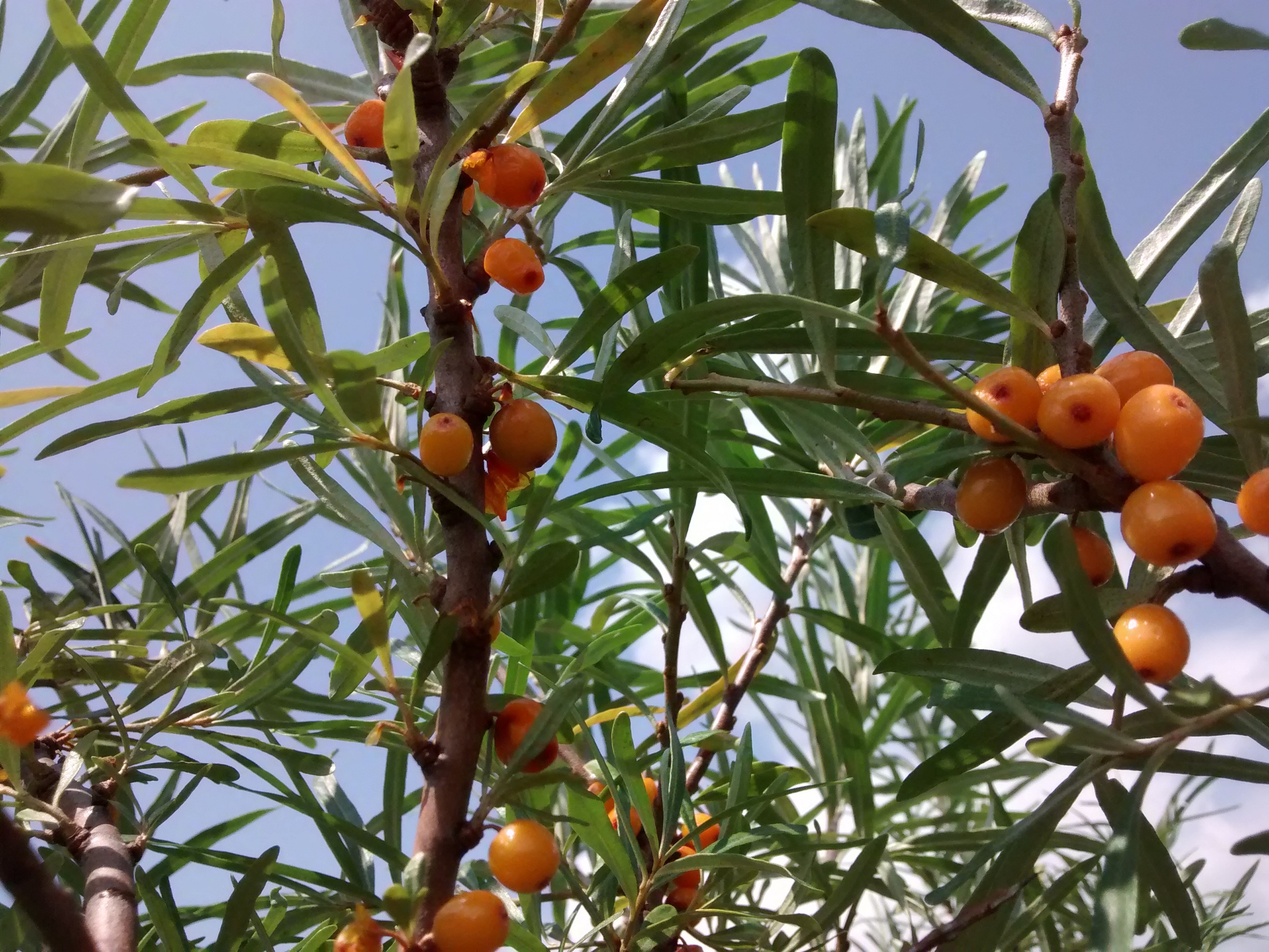 Seaberry fruit, August 2014 - orange is the new orange