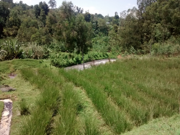 Greywater filtration system for coffee processing at FERRO Cooperative in Ethiopia. Photo by Erin Schneider
