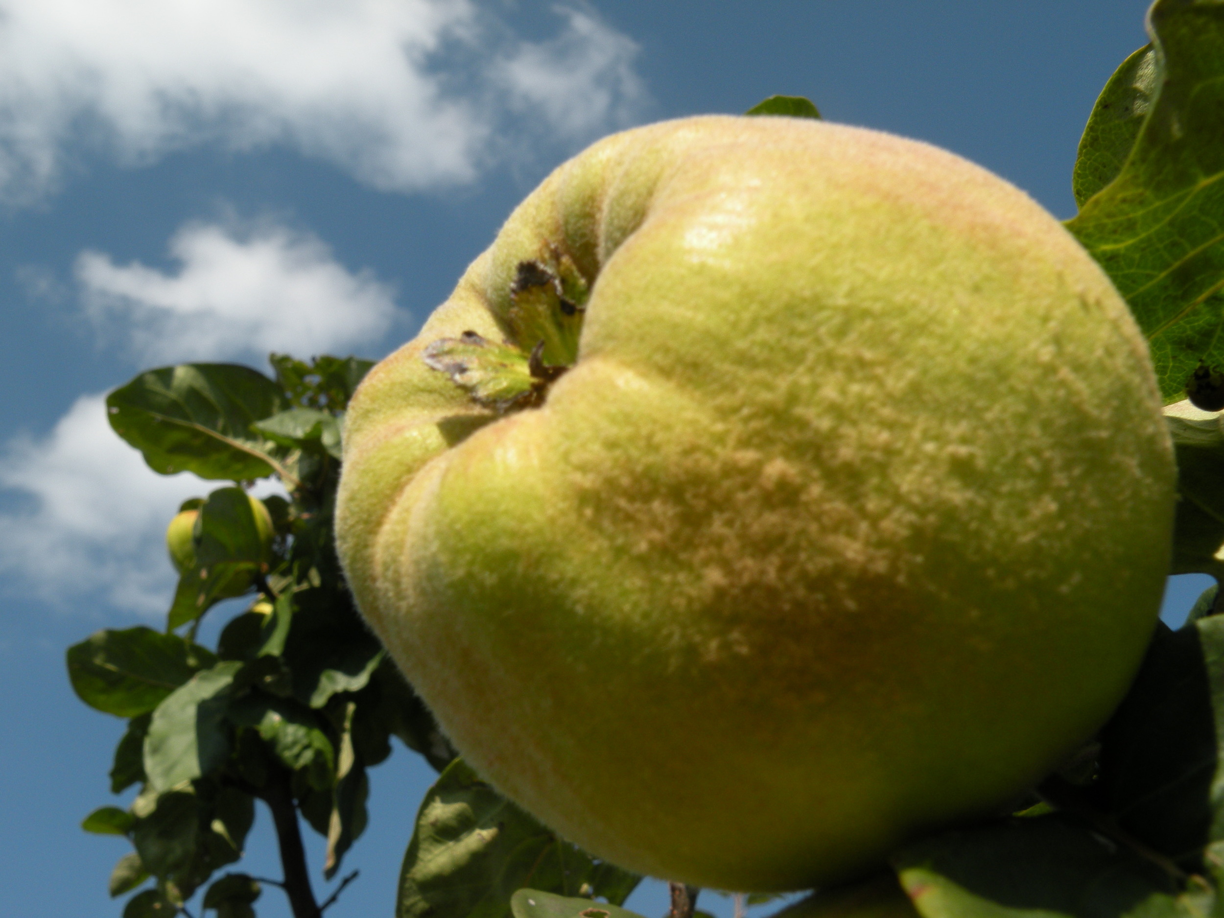 quince ripening.jpg