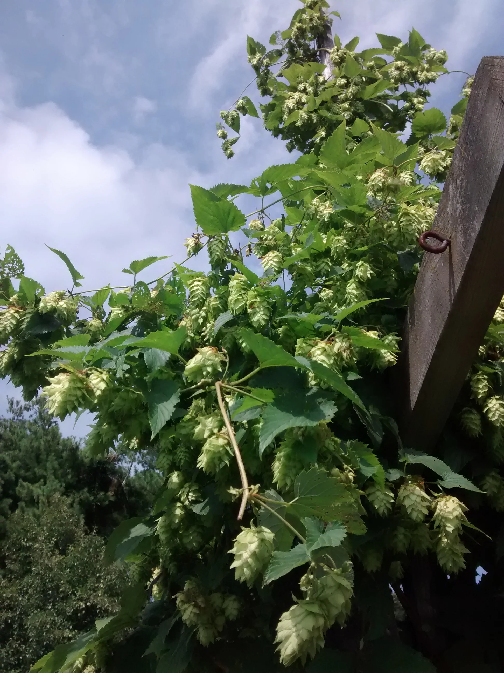 Hops.jpg