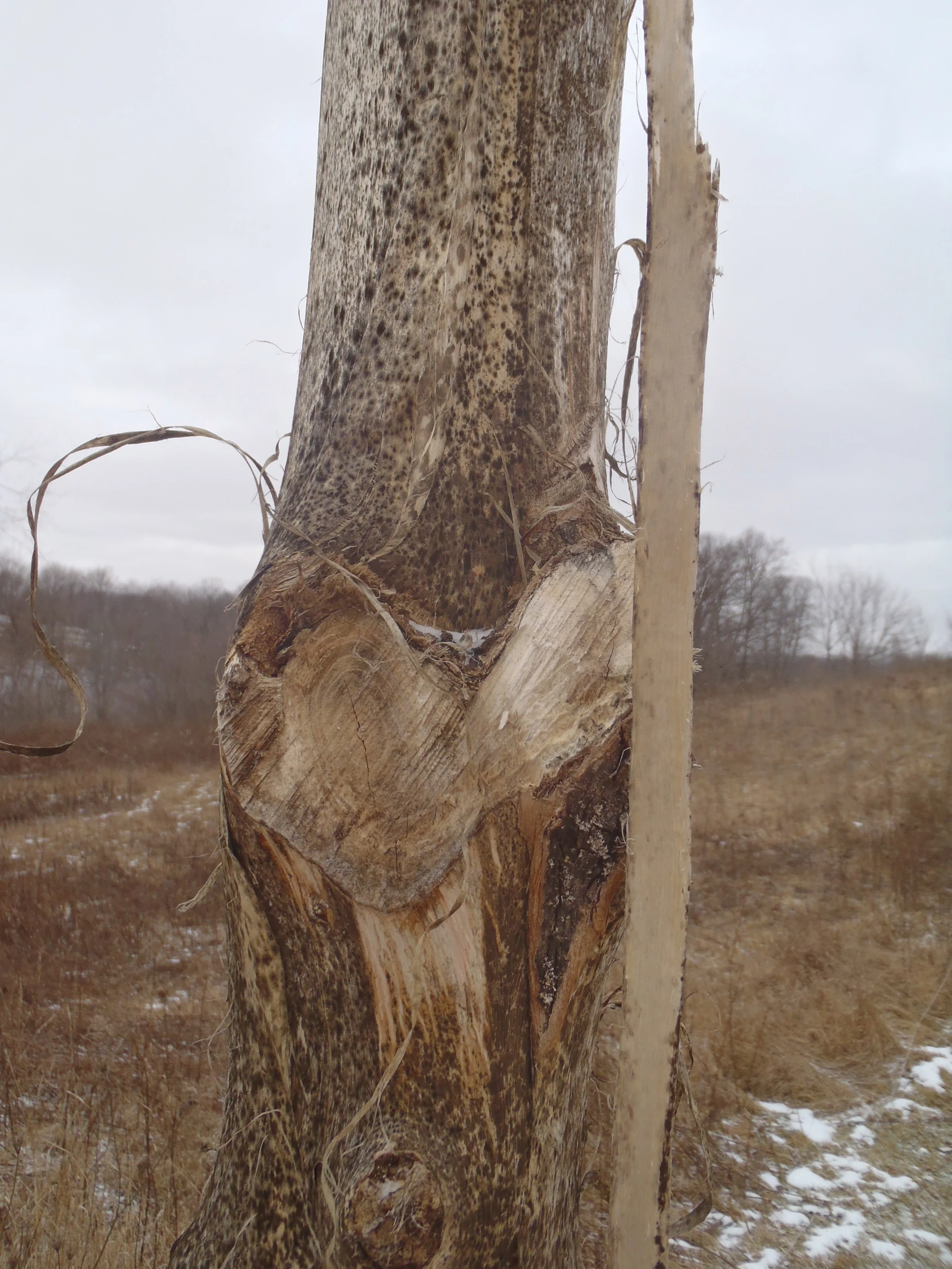 black locust love