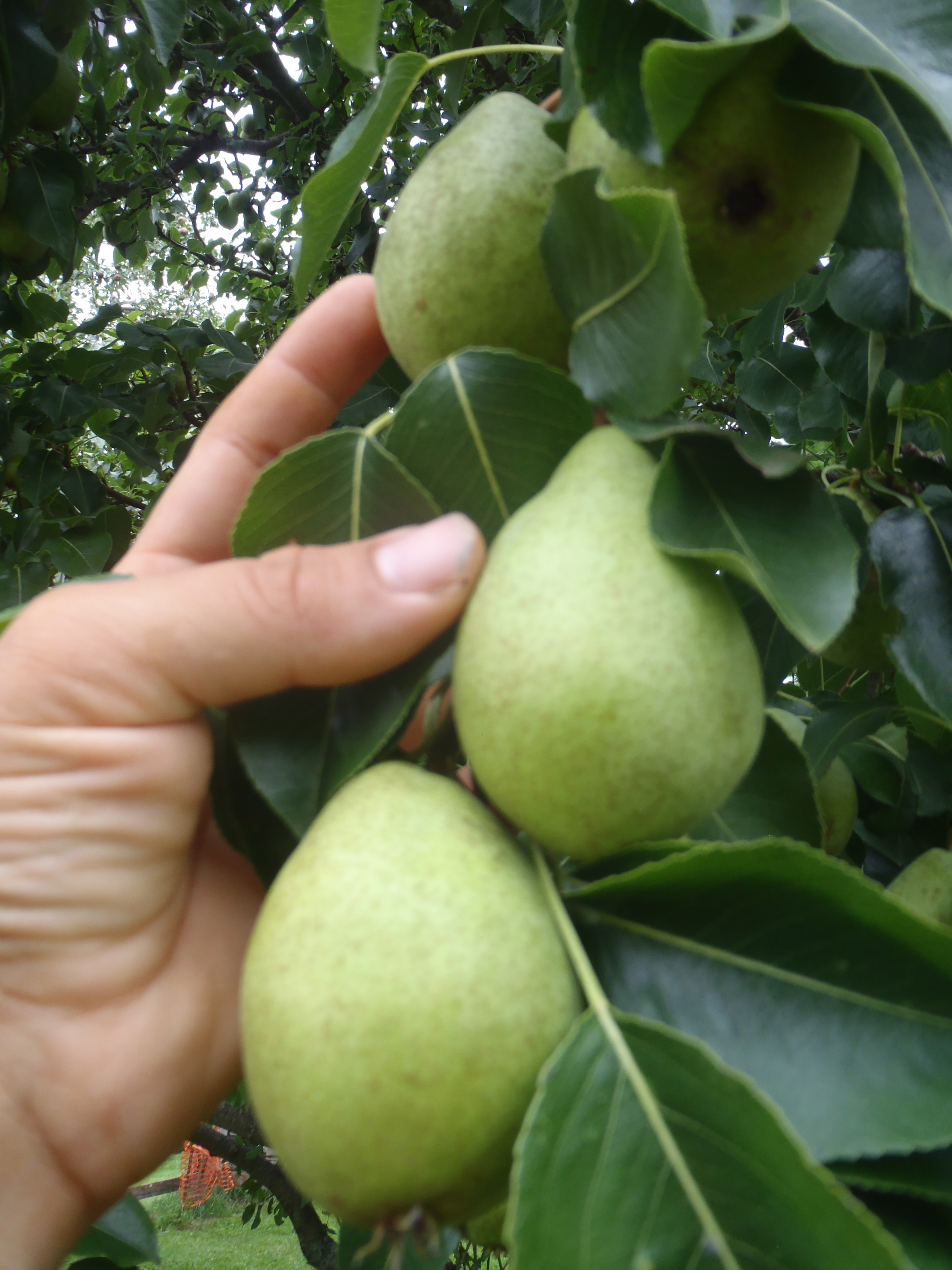 pears sizing up .jpg