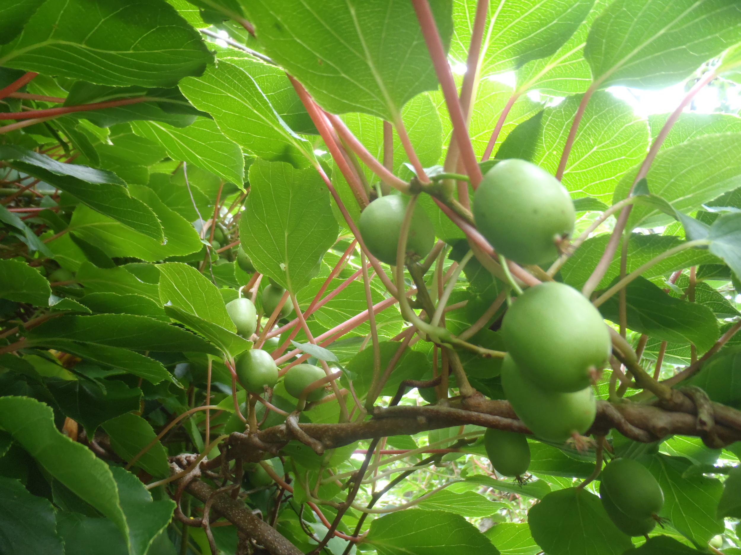 kiwi sizing up.jpg