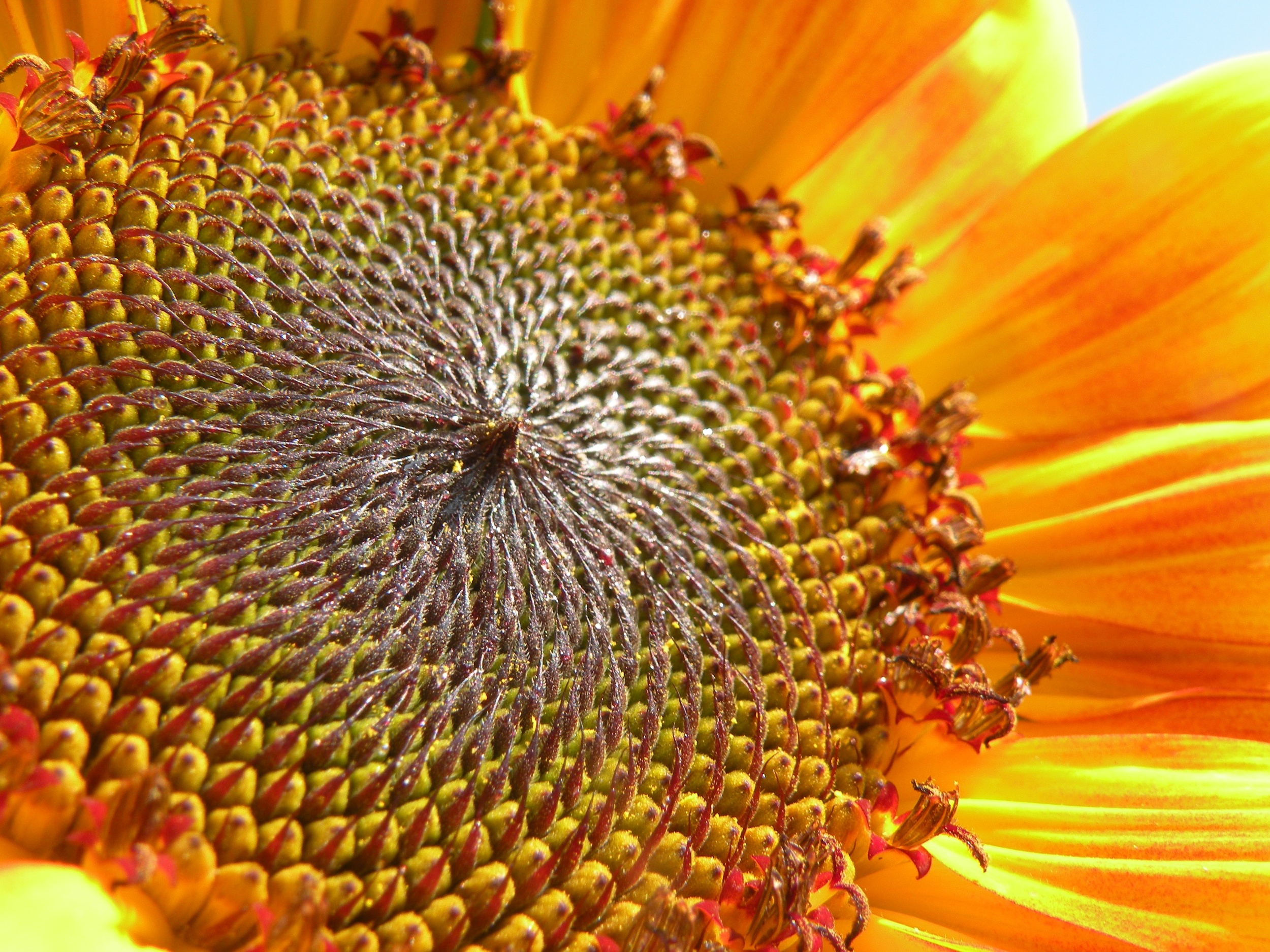 sunflower closeup.jpg