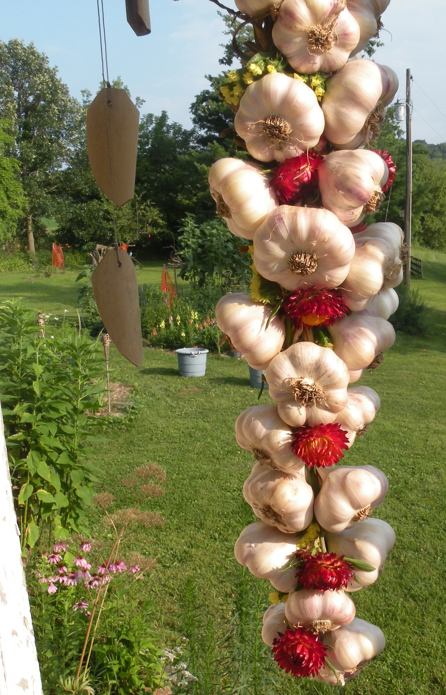 Strawflower and stattice are perfect for drying and weaving into garlic, holiday wreaths, other crafting fun. Photo by Erin Schneider
