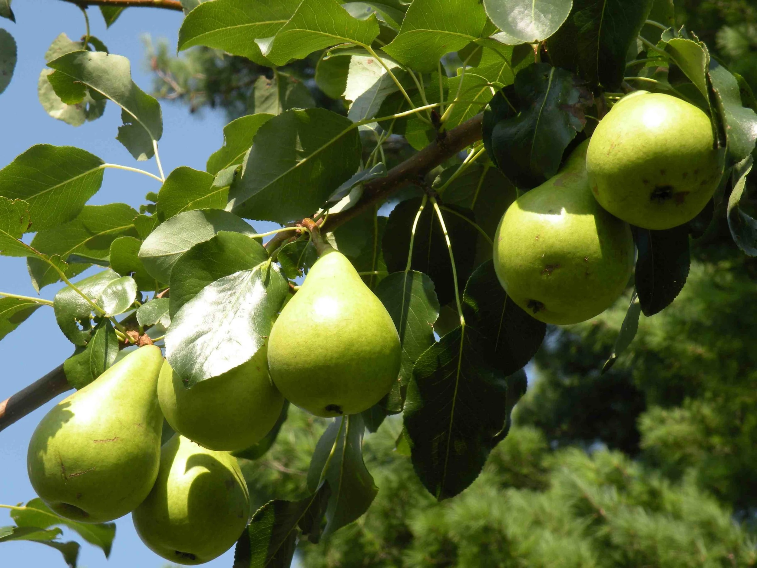 Pears ripening