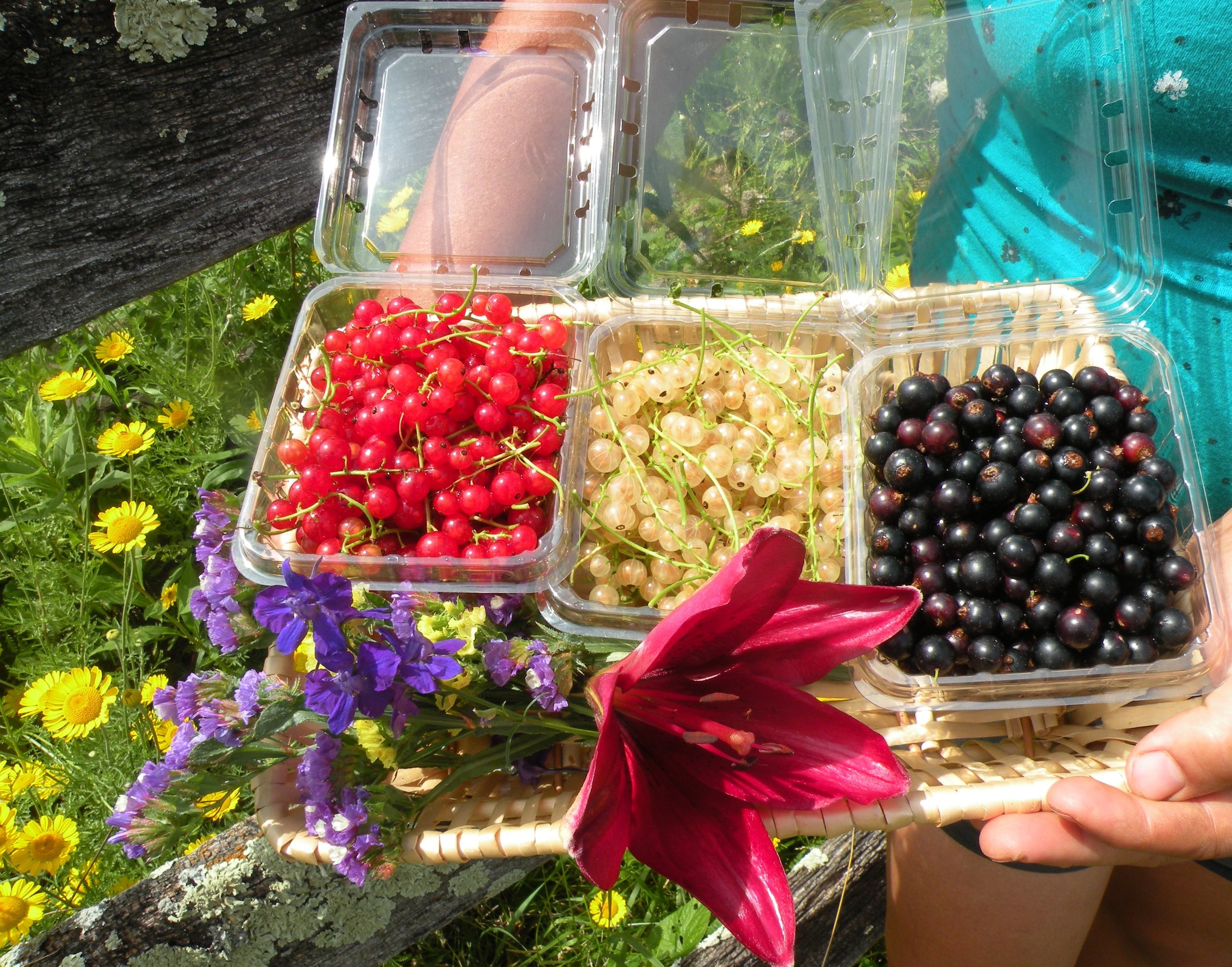 and black currants