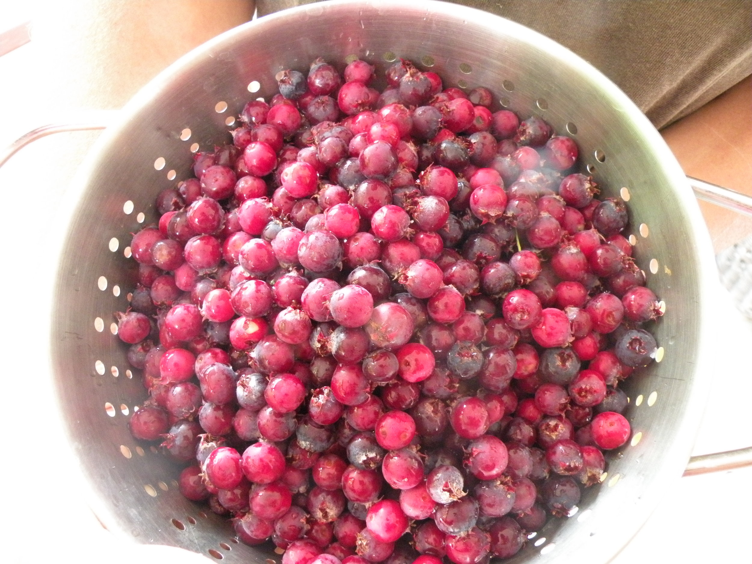 serviceberry harvest  .jpg