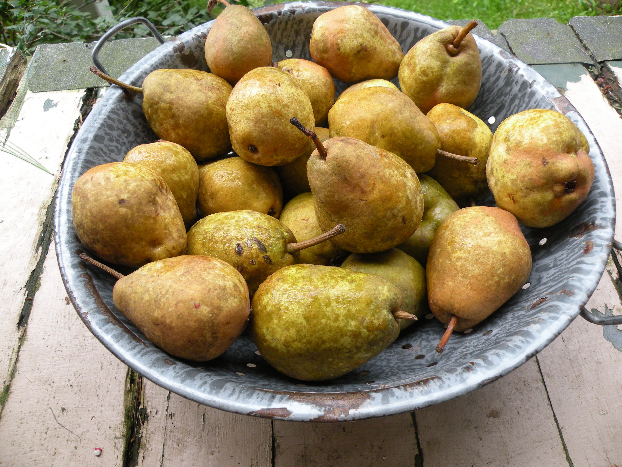 Ripe Clapp's Favorite Pears