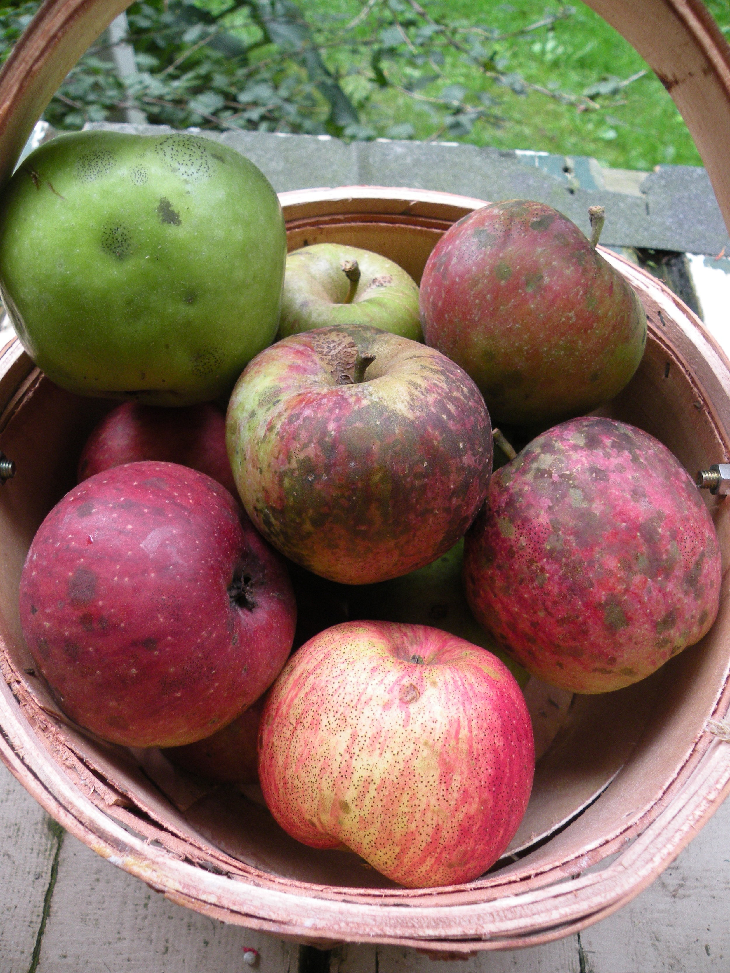 mixed basket of heirloom apples 9 - 25 = 16.jpg