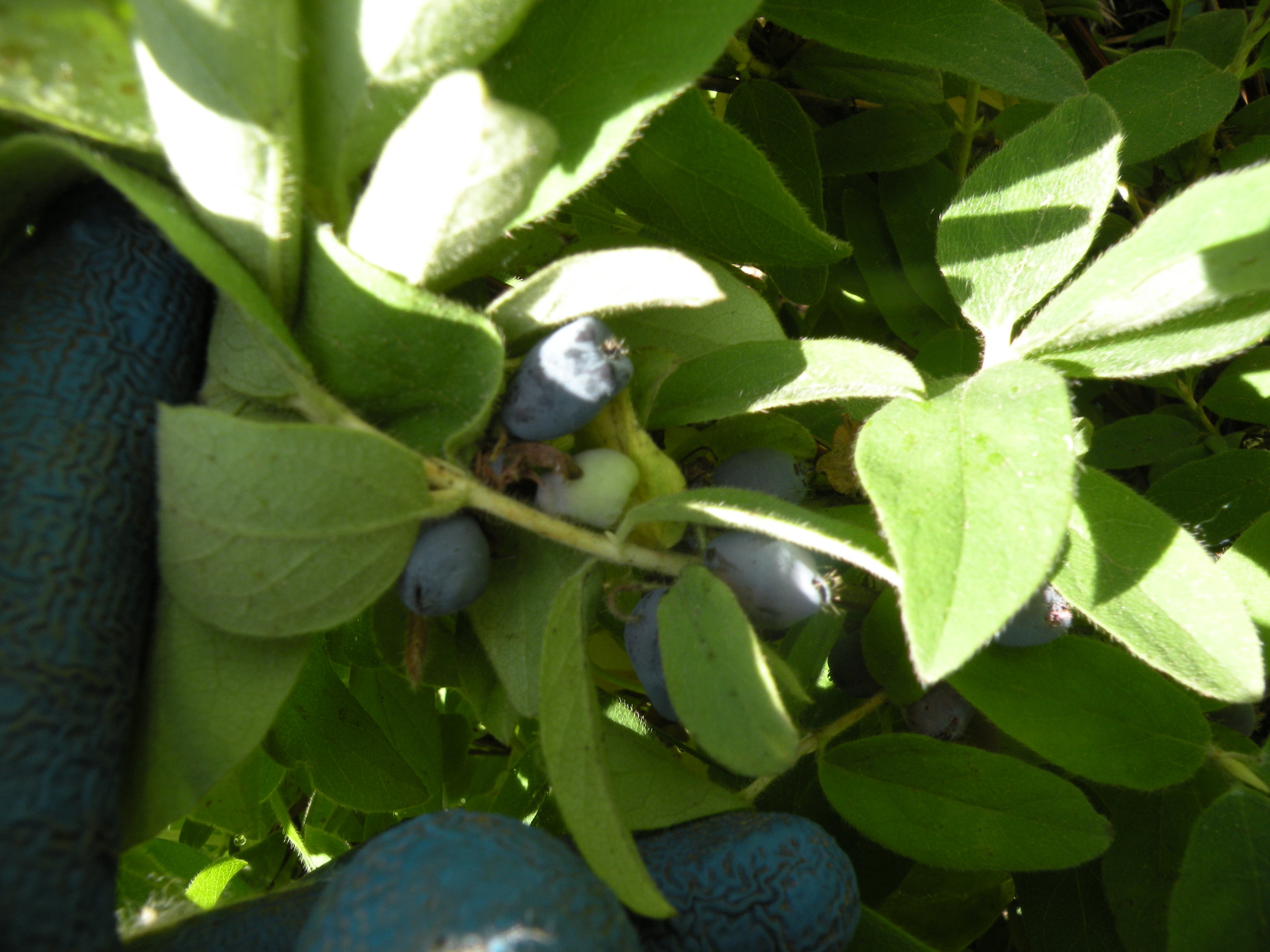 Honeyberry ripening