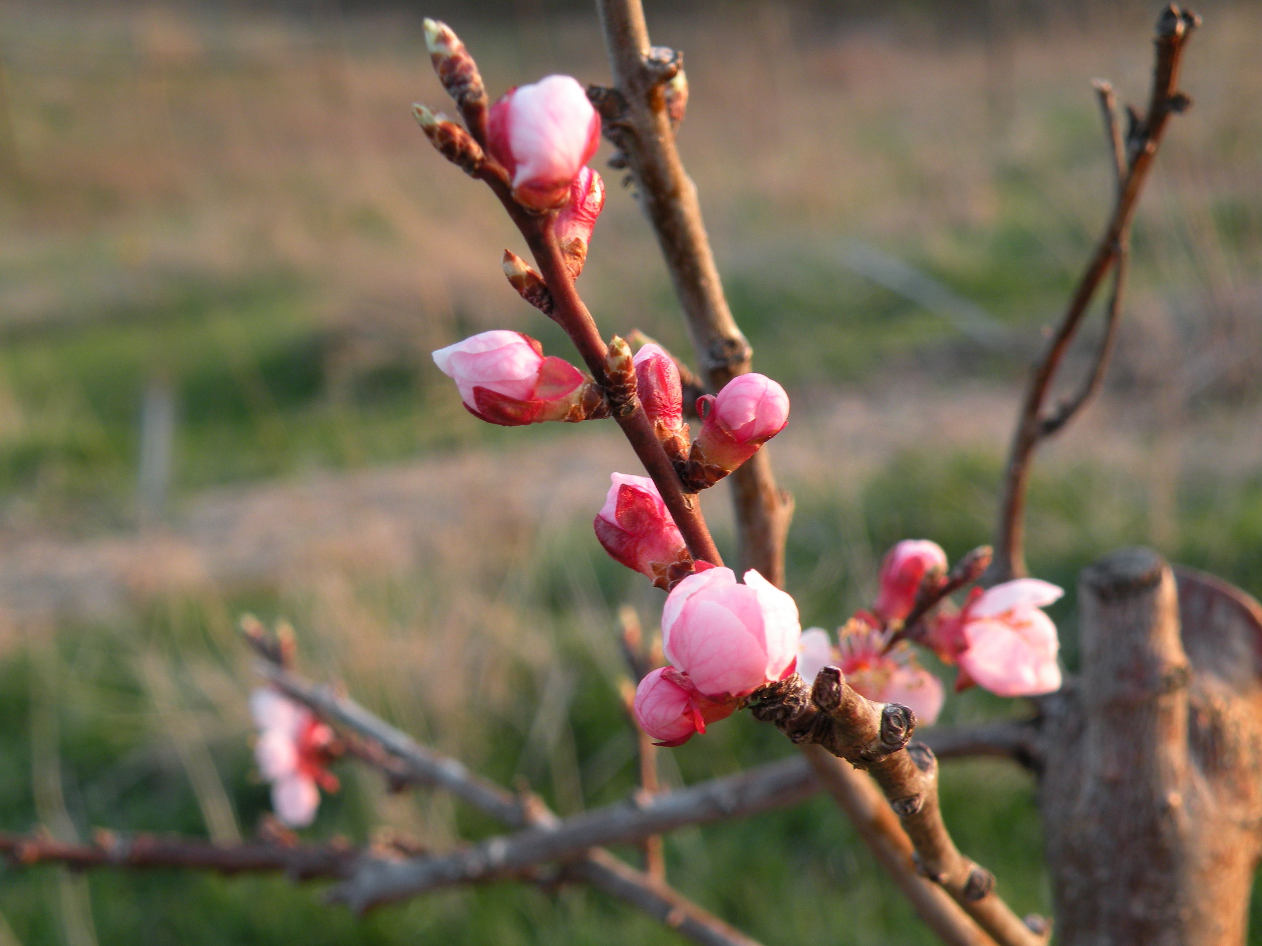 Apricot blossoms