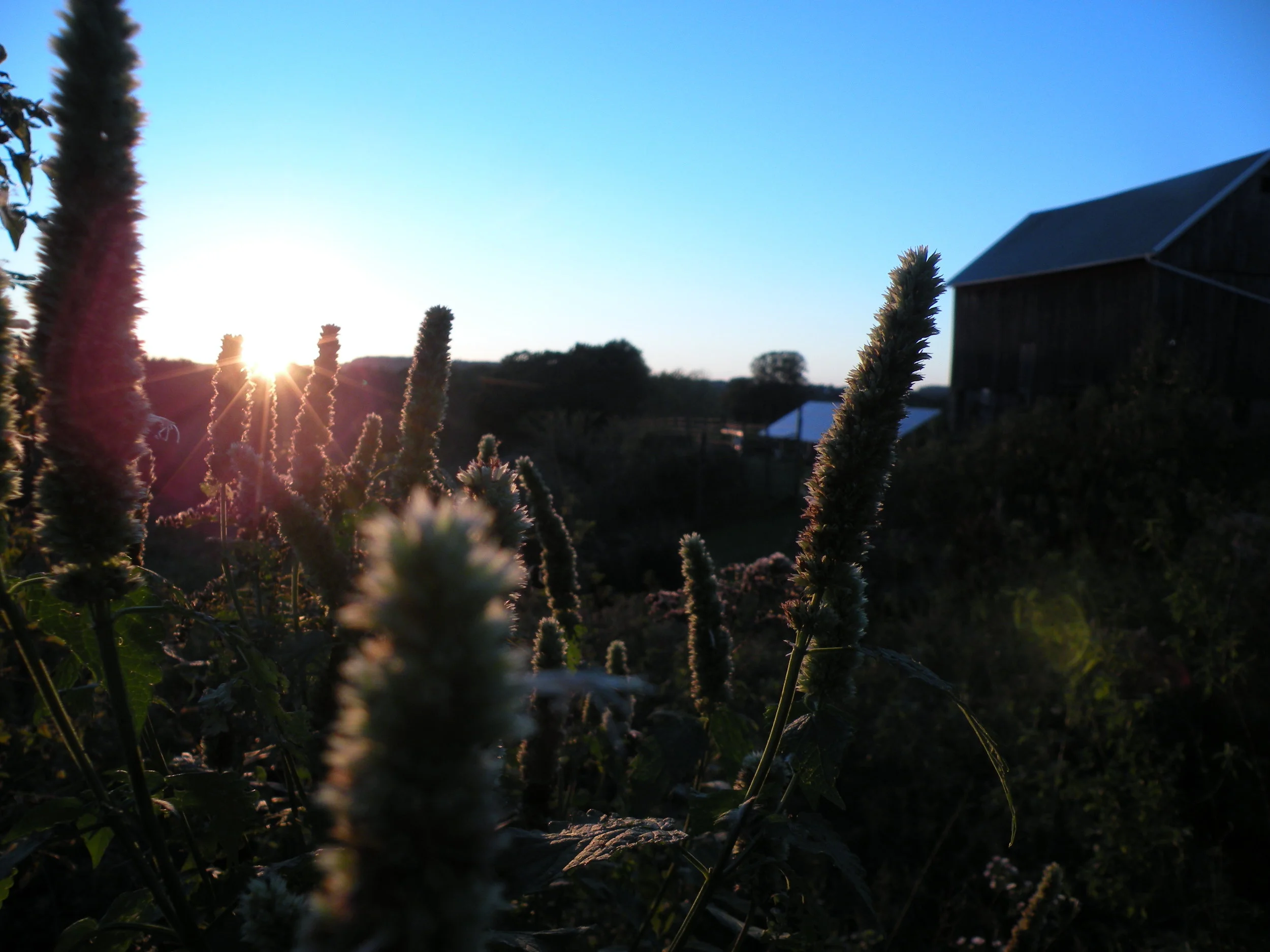 October 2 hyssop sunset.jpg