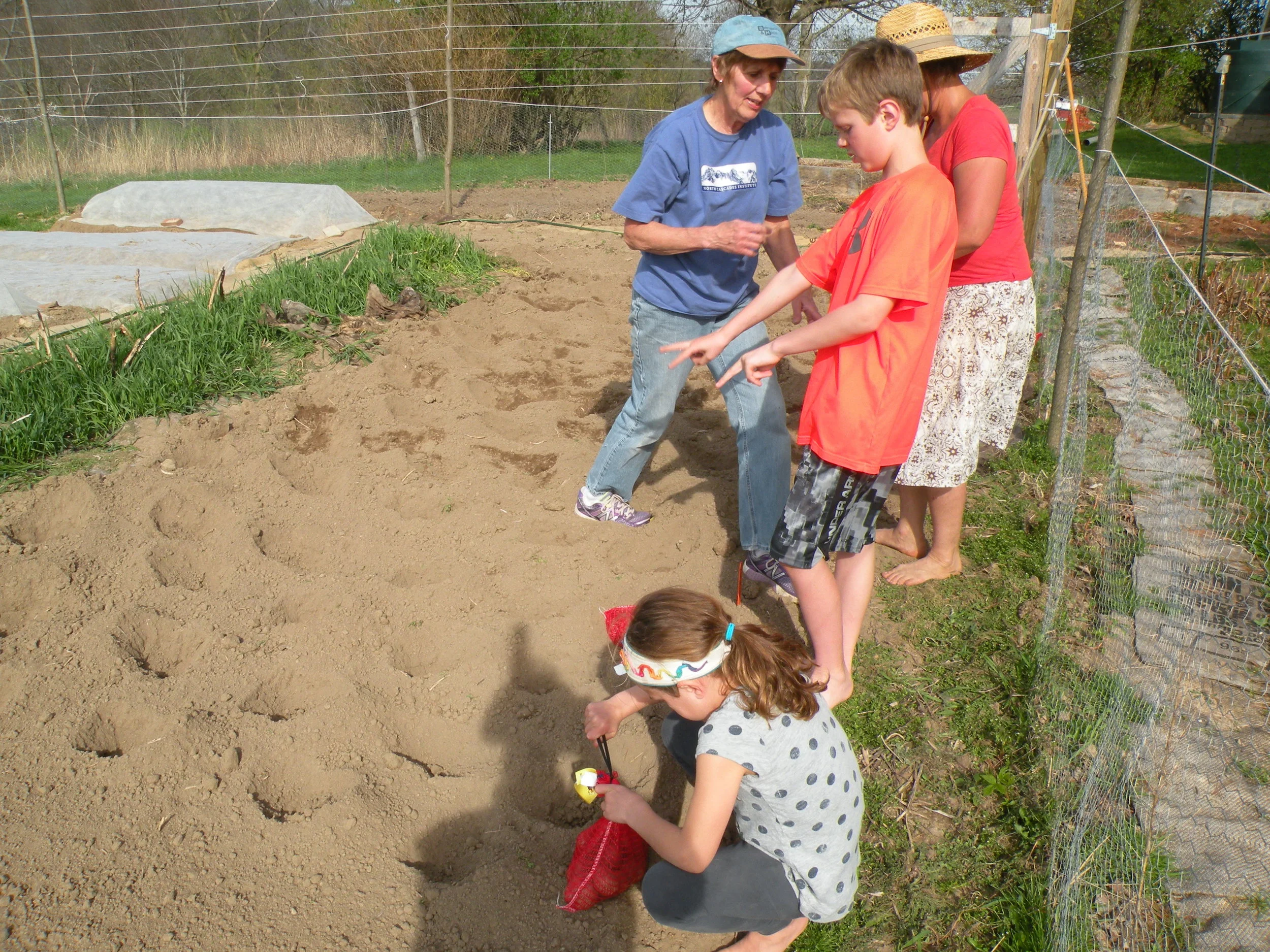 sorting, planting potatoes.jpg