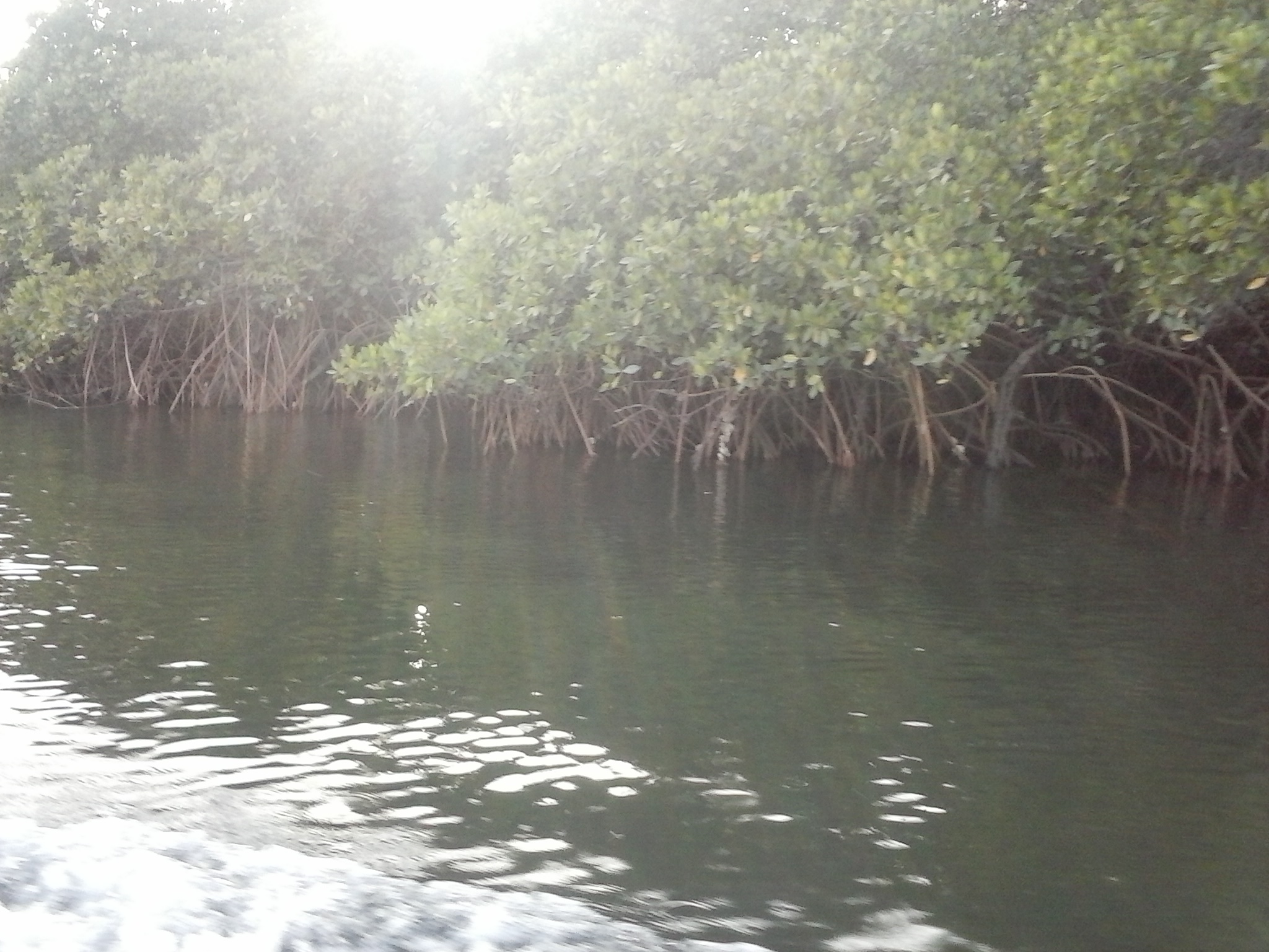 mangrove magic.jpg