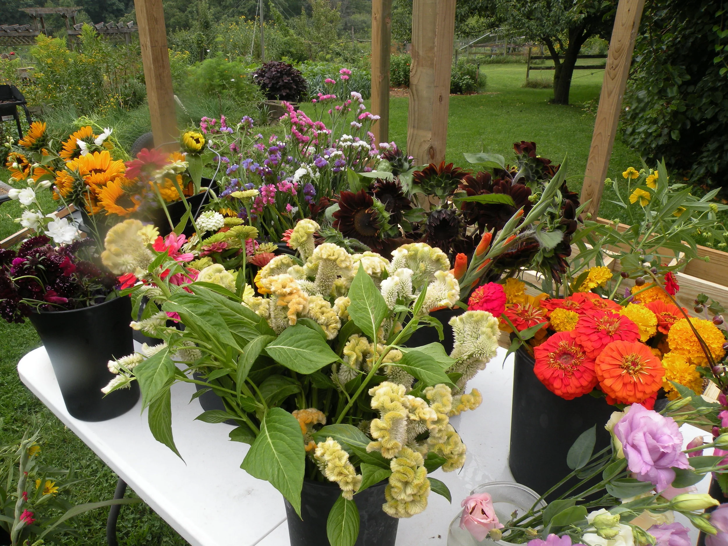 Flowers have been making up for the lack of sunshine this season. Photo by Erin Schneider