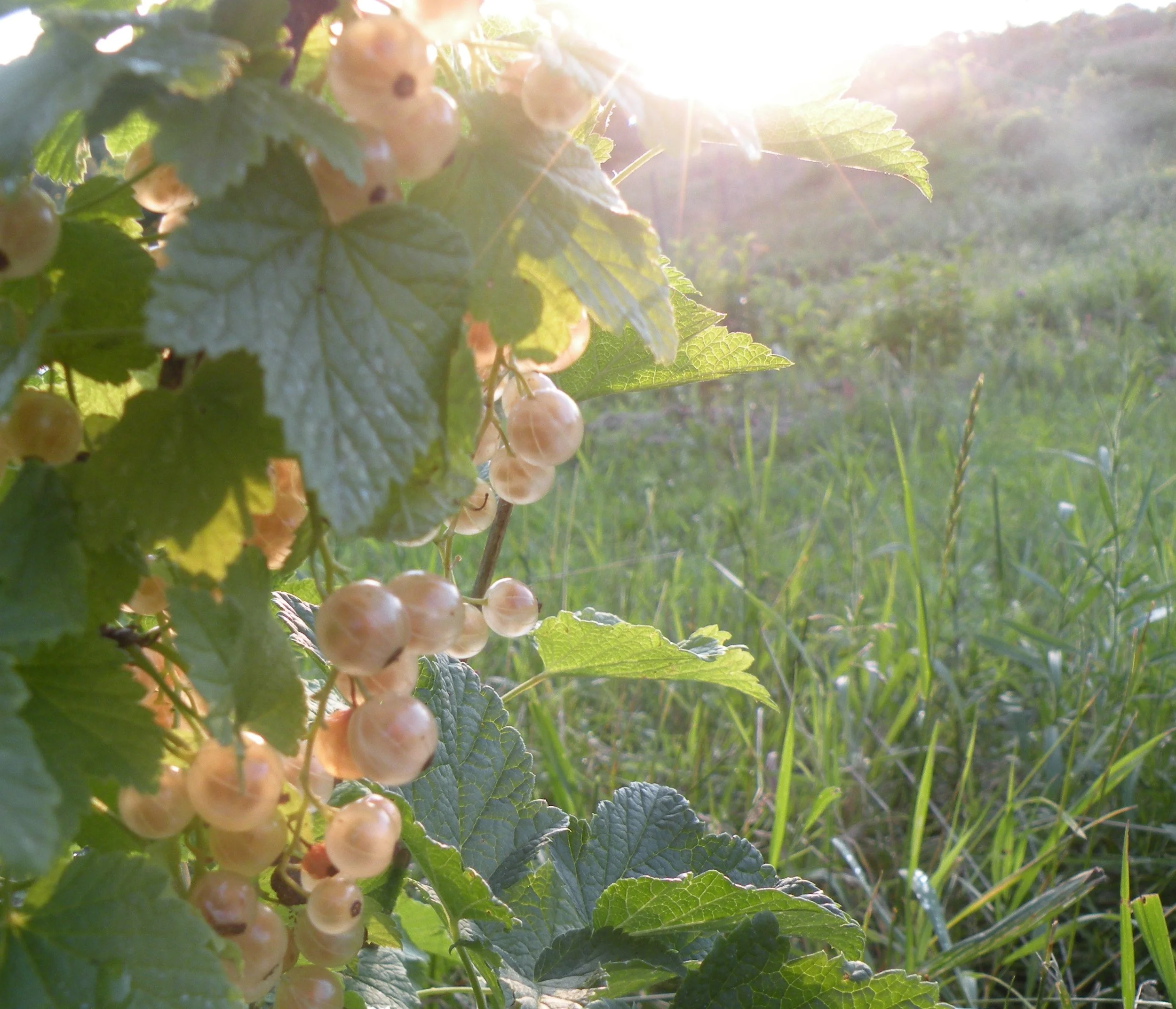 white currant fruit ripening in an early July sunset. Photo by Erin Schneider