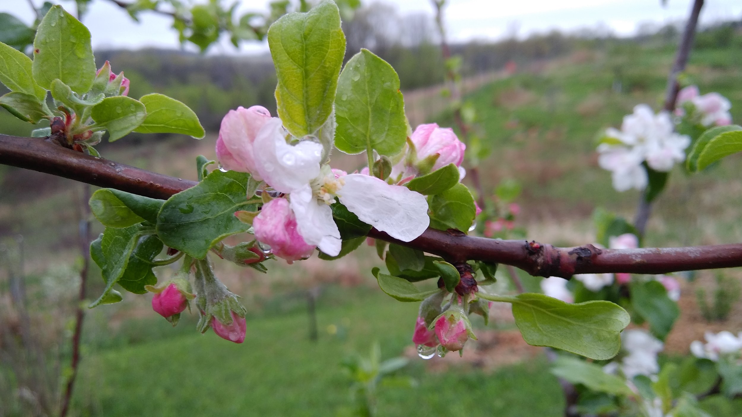 apple blossom dew 5 - 11-18.jpg