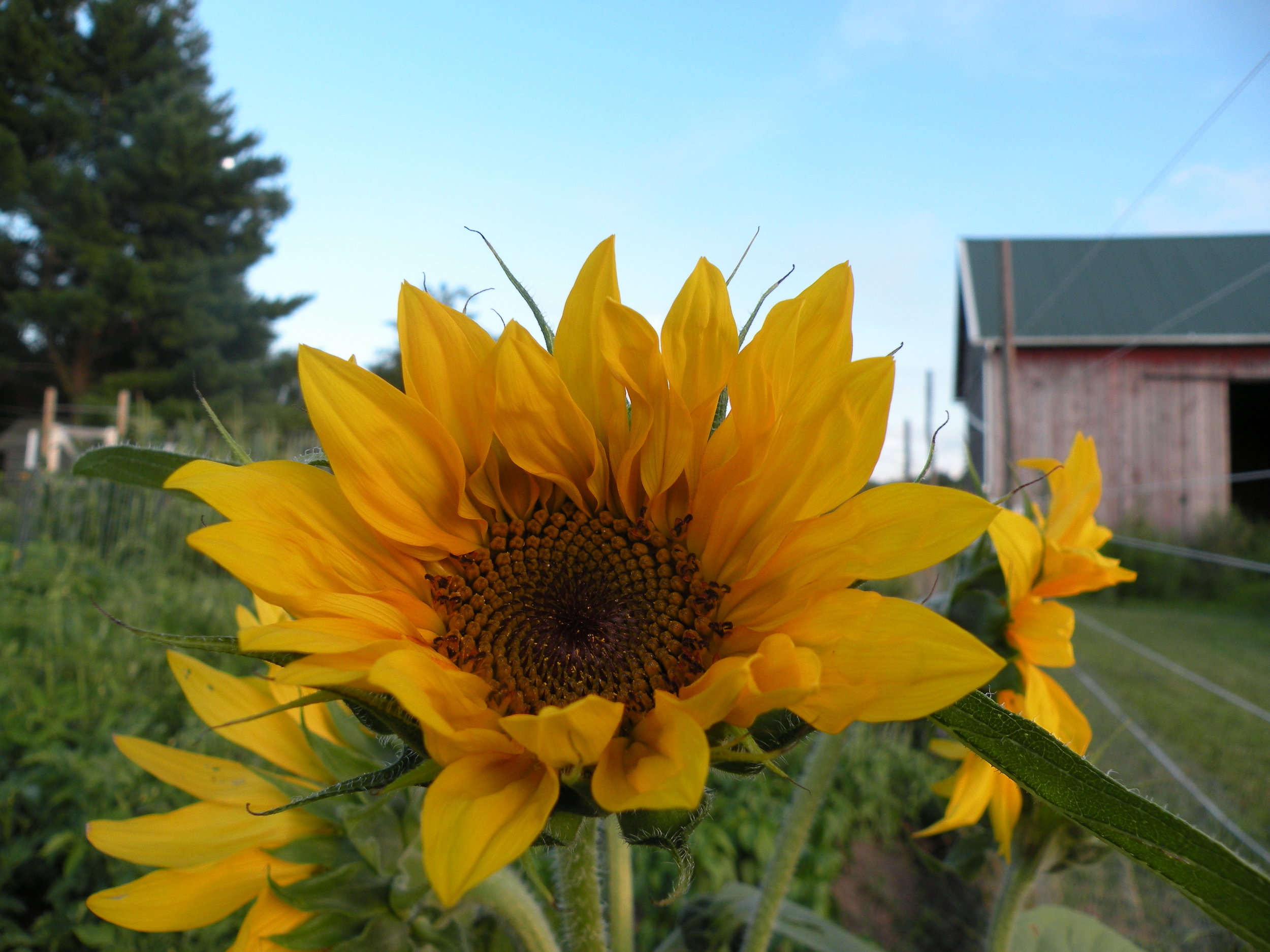 sunflower smiles 7 -1 6 - 16.jpg