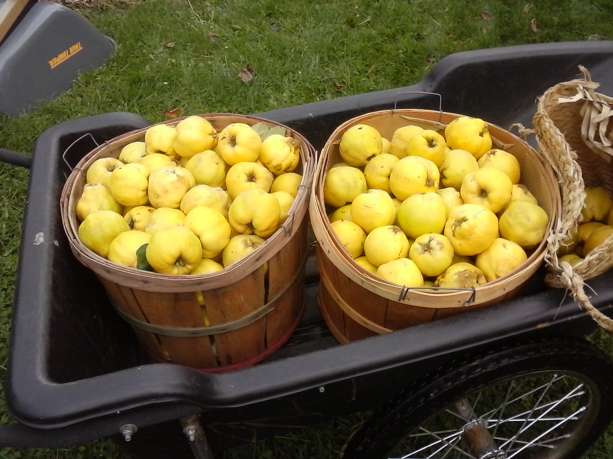 wheeling in the quince harvest.jpg