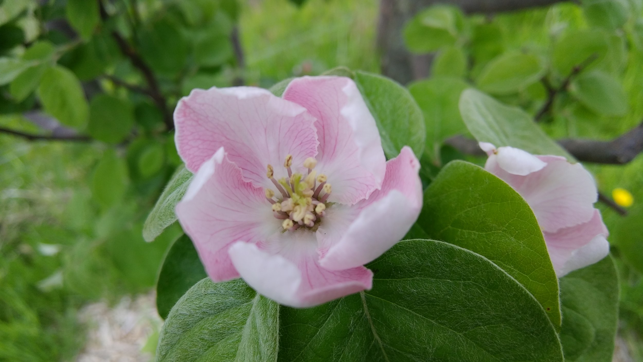 quince blossoms.jpg
