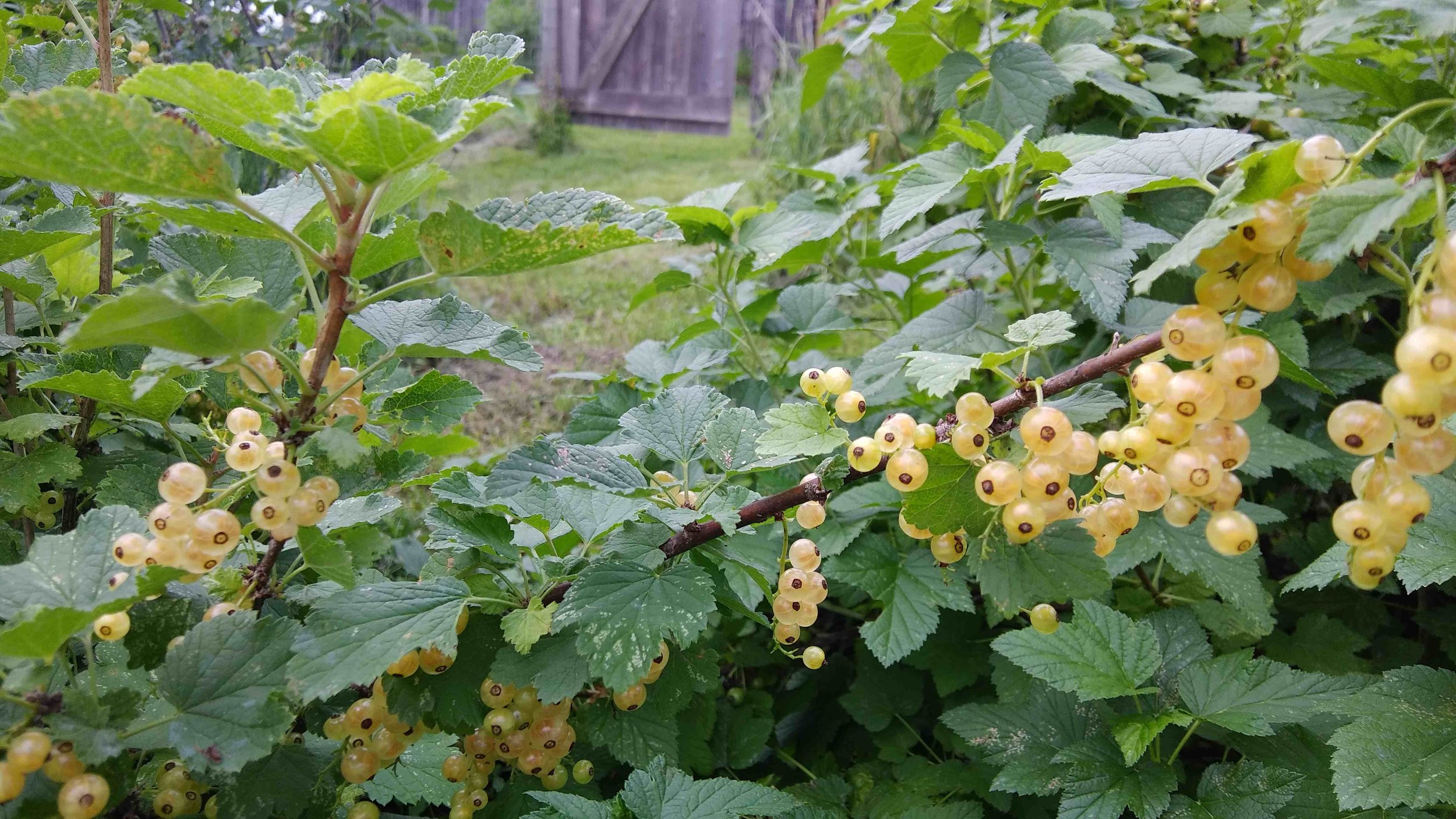 imperial white currants 6-24-18 - web.jpg