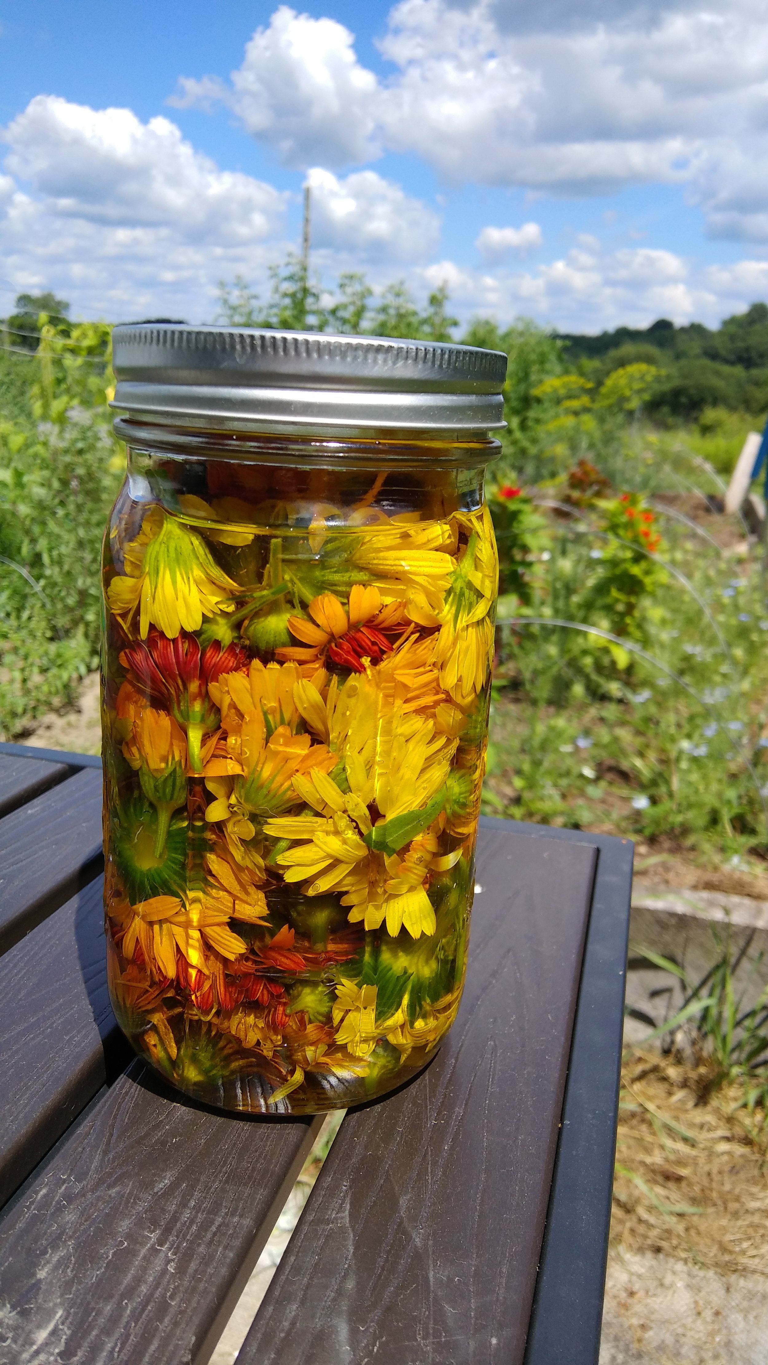 calendula oil.jpg