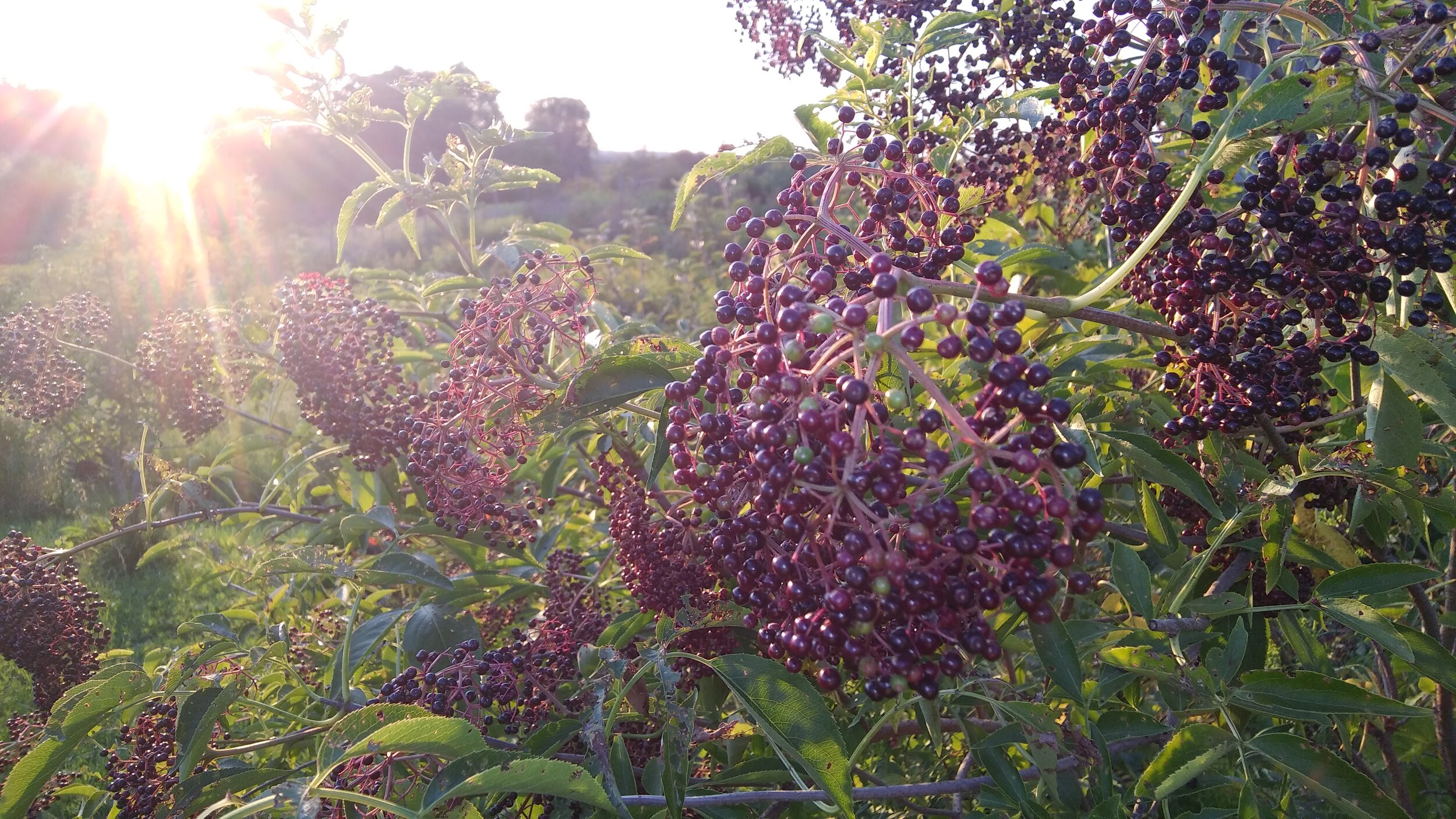 elderberry sunset 8 - 24 - 19.jpg