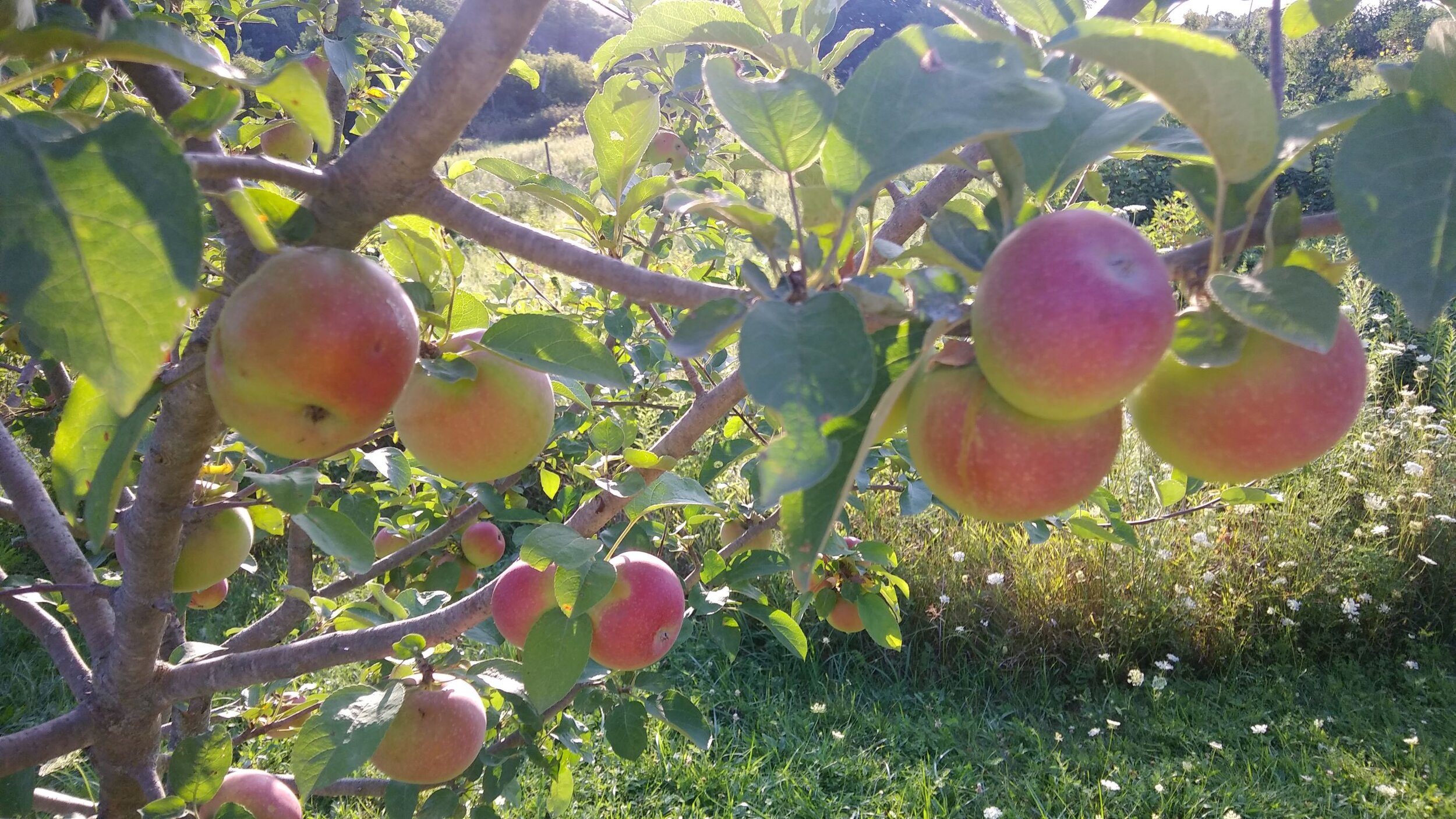 apples ripening 8 - 12 - 20.jpg