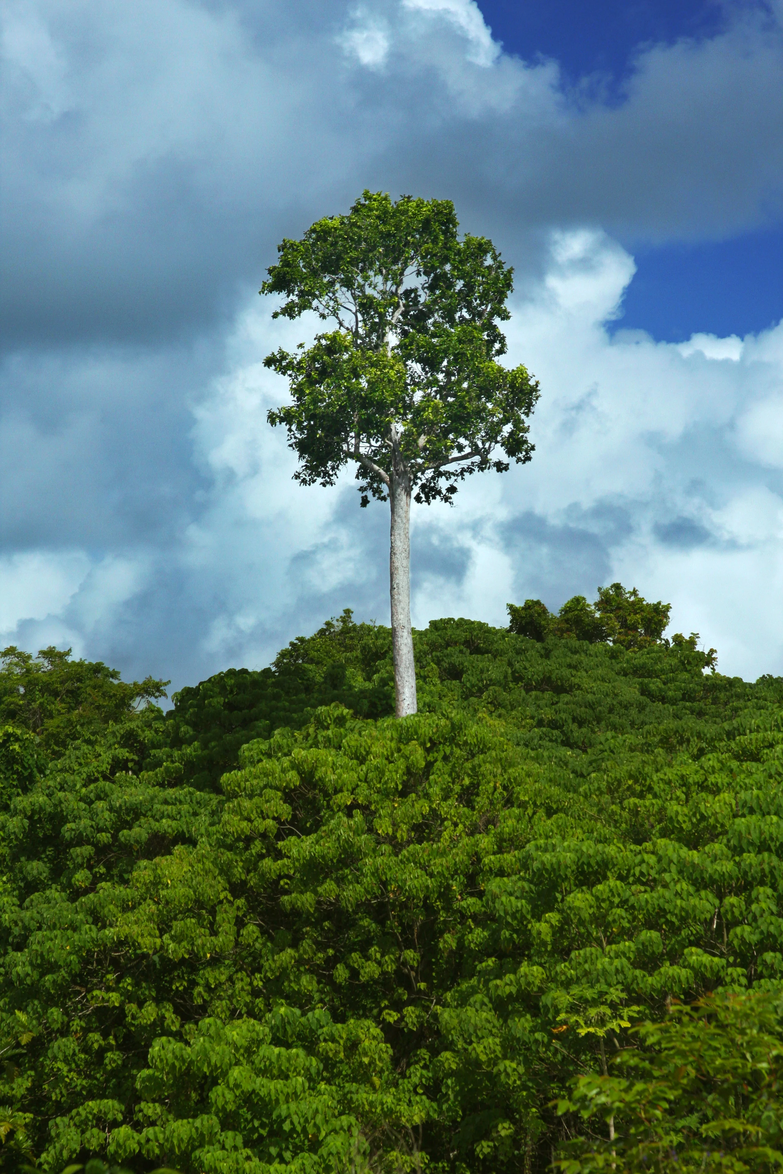 tree.jpg