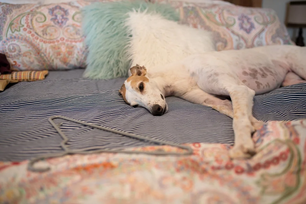 adorable sleepy greyhound at a Colorado wedding