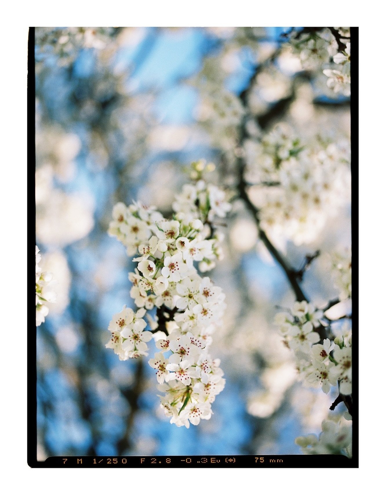 🌸 scan days are my favorite days 🌸

This is an enormous tree just behind our house that we can walk to, and the day we decided to go check it out there was a group of three adorable ladies set up out in the field painting the tree. 

They welcomed 