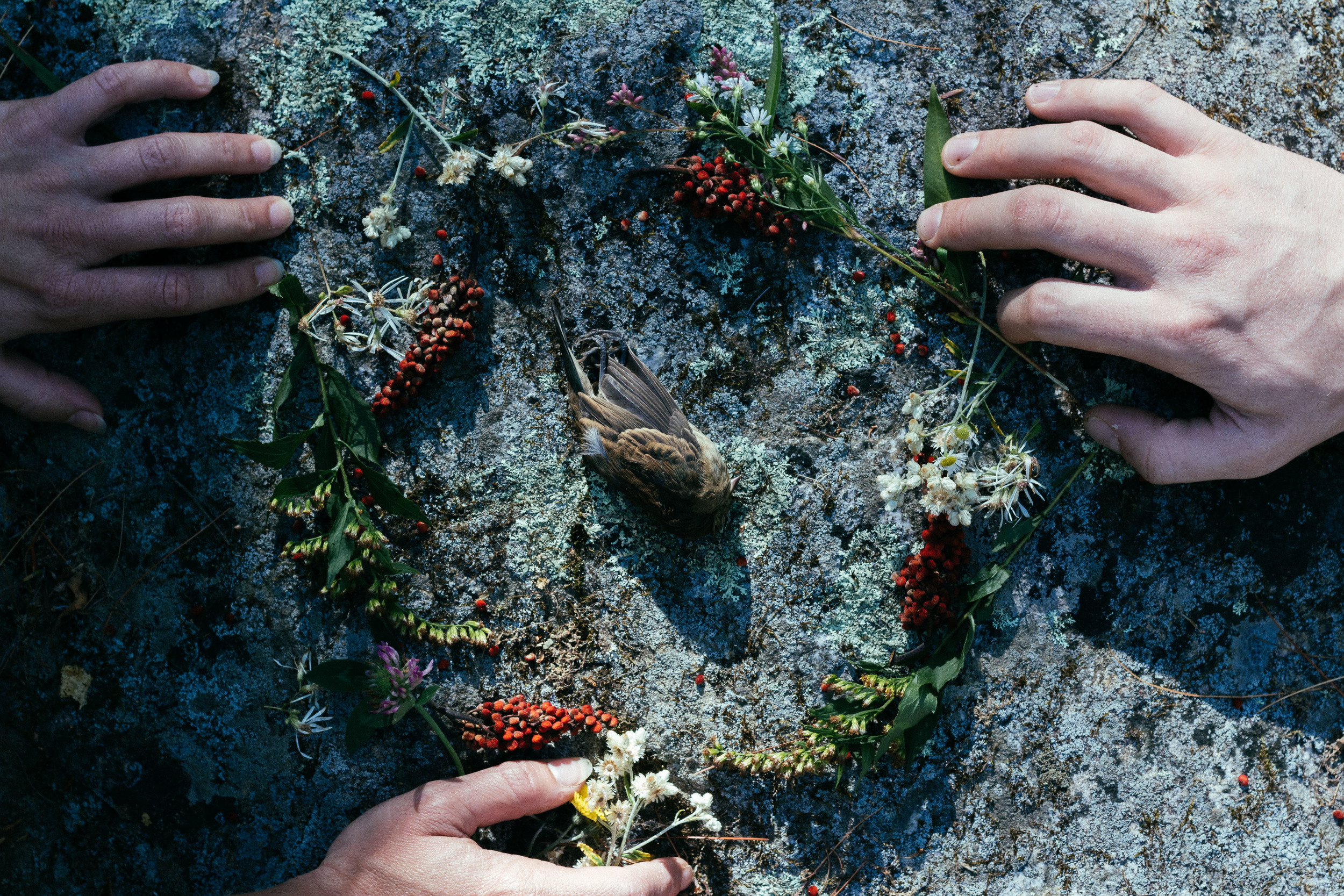 "Funeral For a Dead Bird", 2015, Archival Inkjet Print