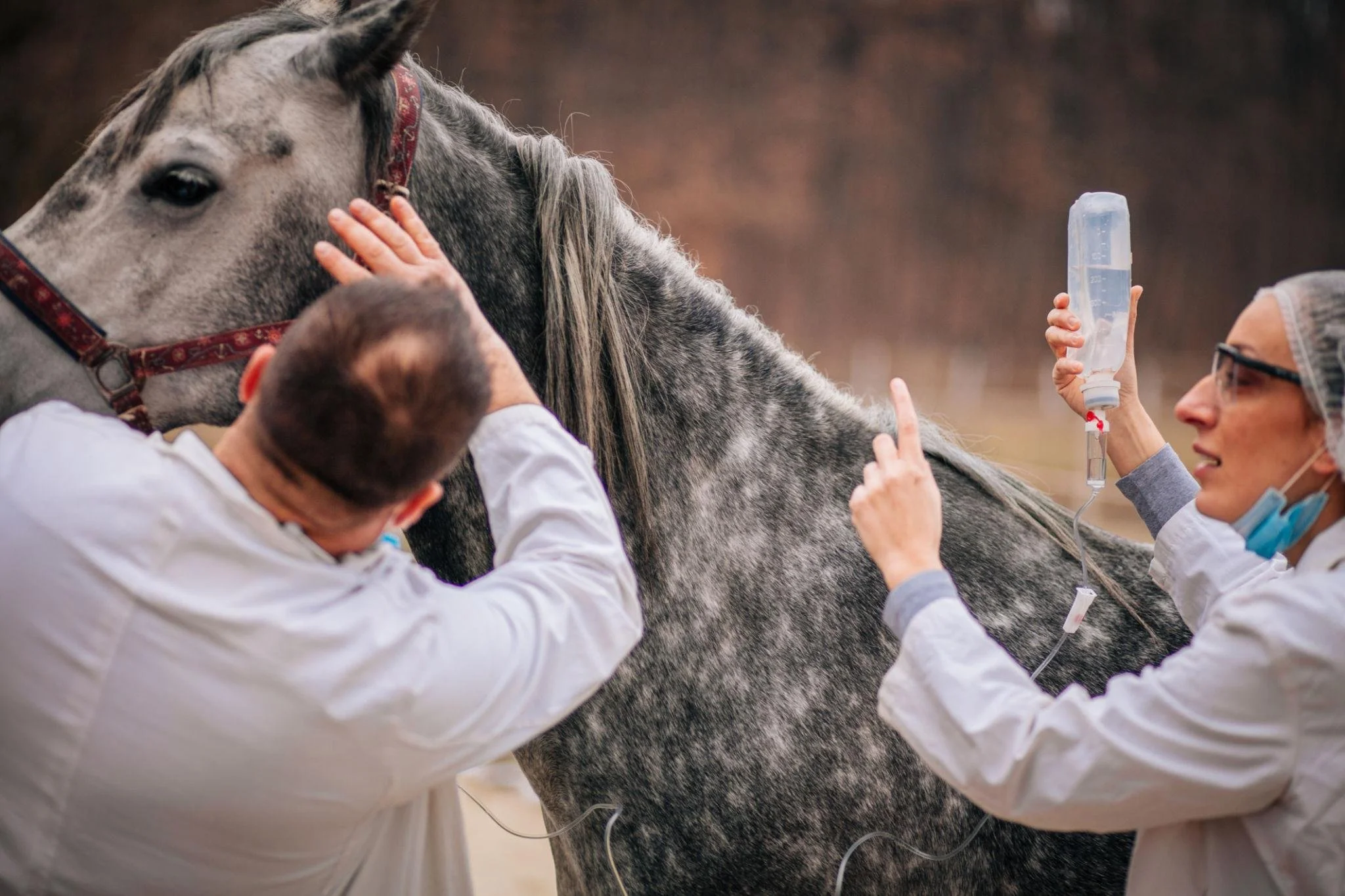 NAD⁺ Therapy in Animals: Emerging Science in Horses and Dogs