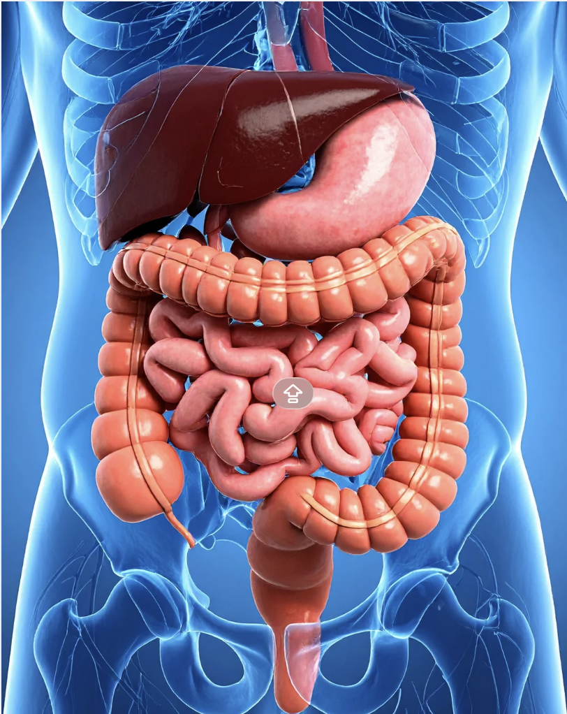 emerging science suggests NAD⁺ may also influence something unexpected: the health of our gut.
