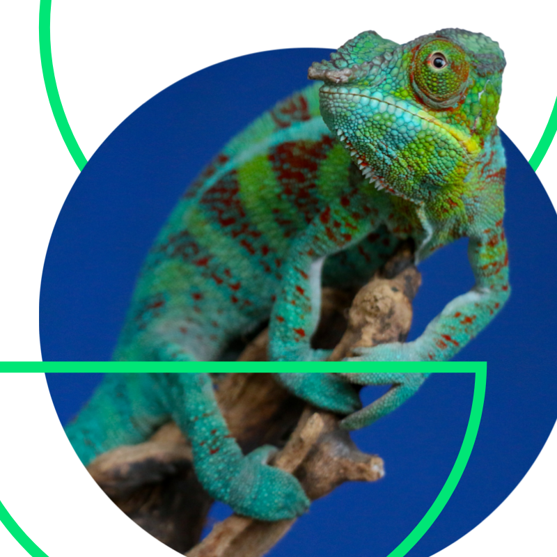 Artboard – cham.png