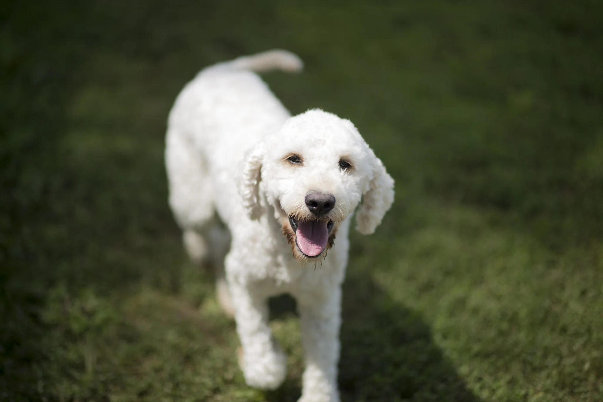 Dakota, F1 standard goldendoodle, white