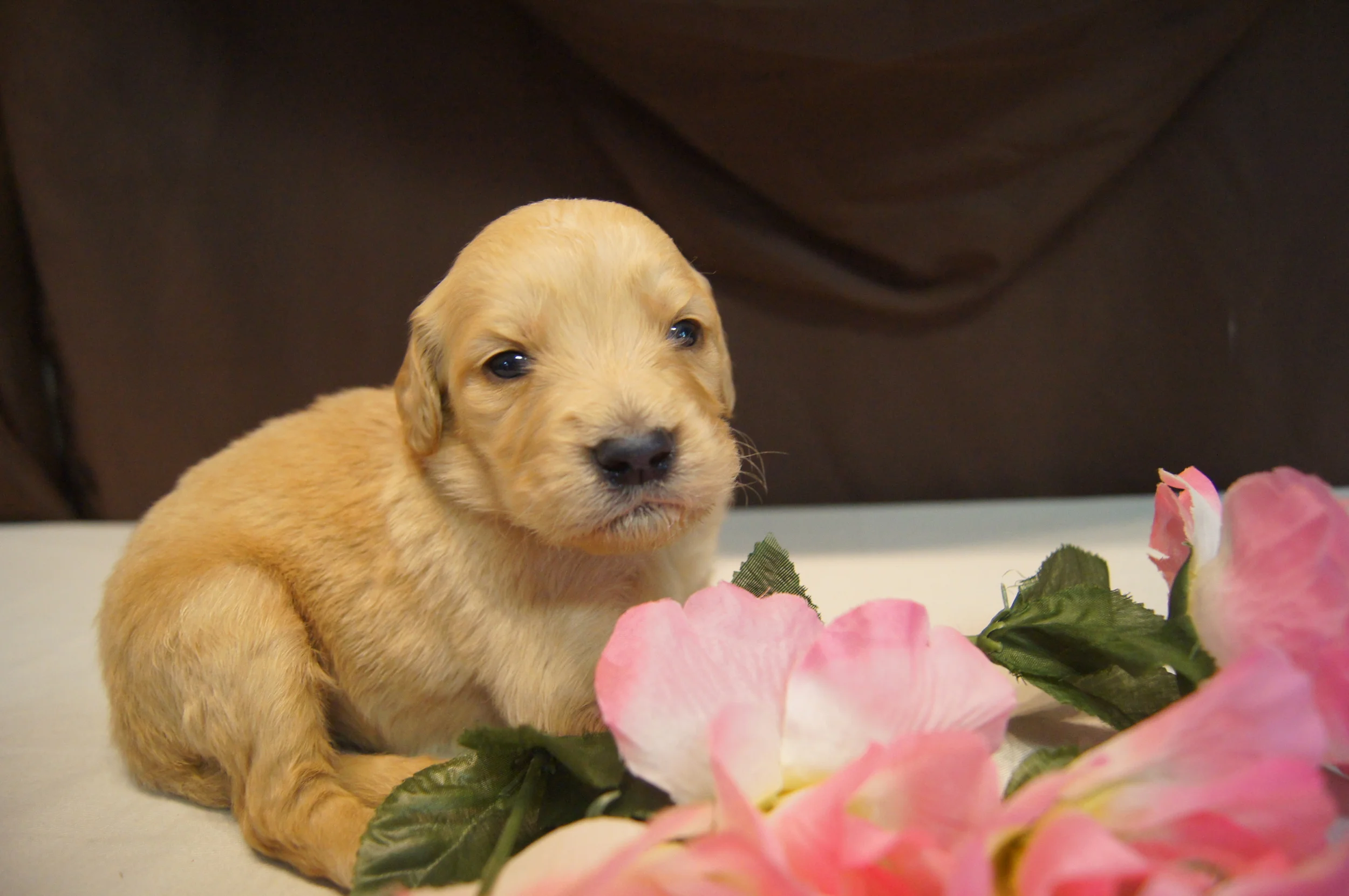Dakota's and Toby have an amazing litter of F2 goldendoodles for sale in Ohio.