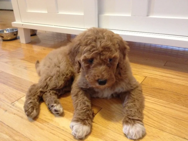Complete info including Pricing on our website at www.kareawaykennels.com