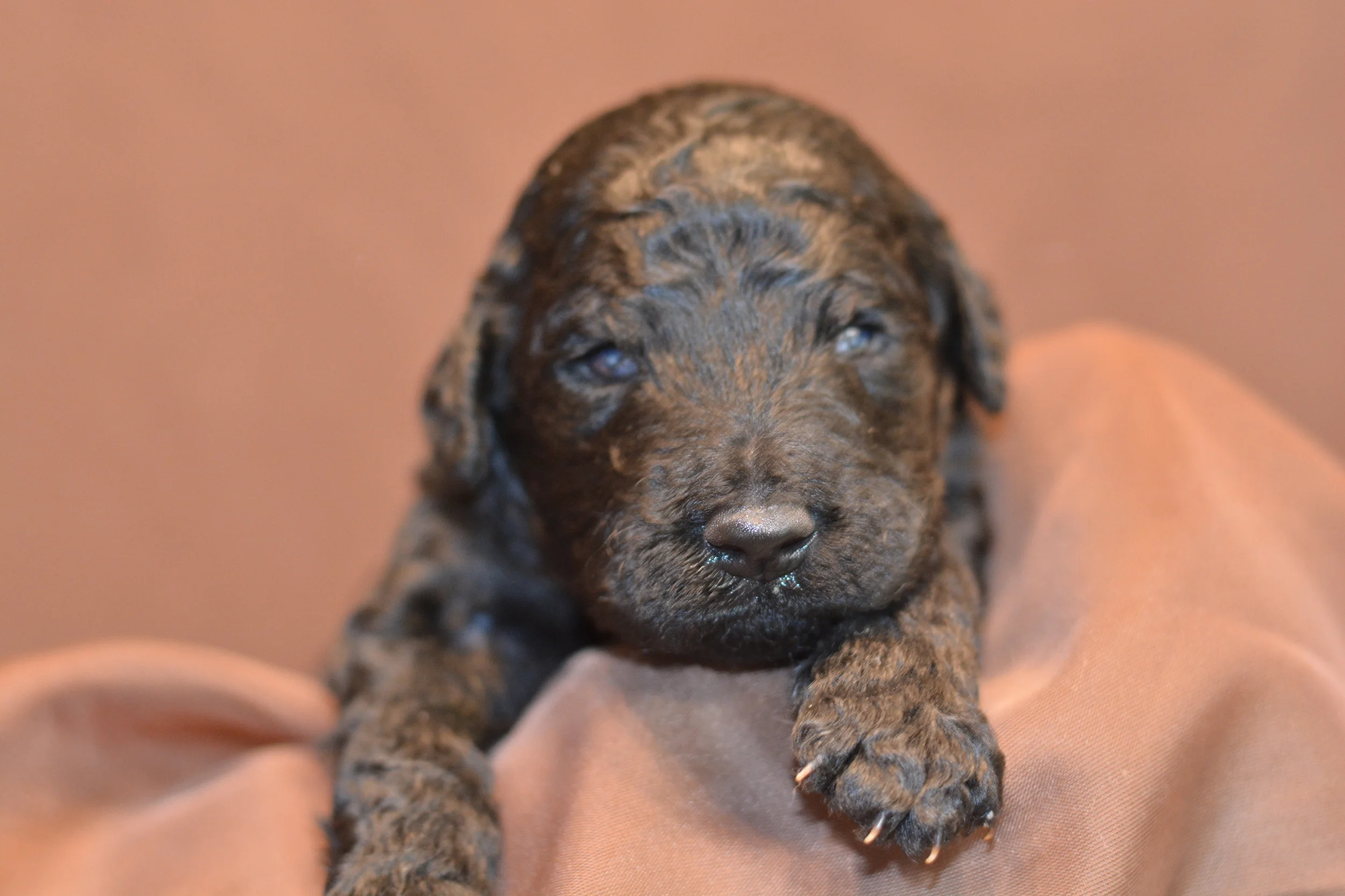 Male- Black- 5126