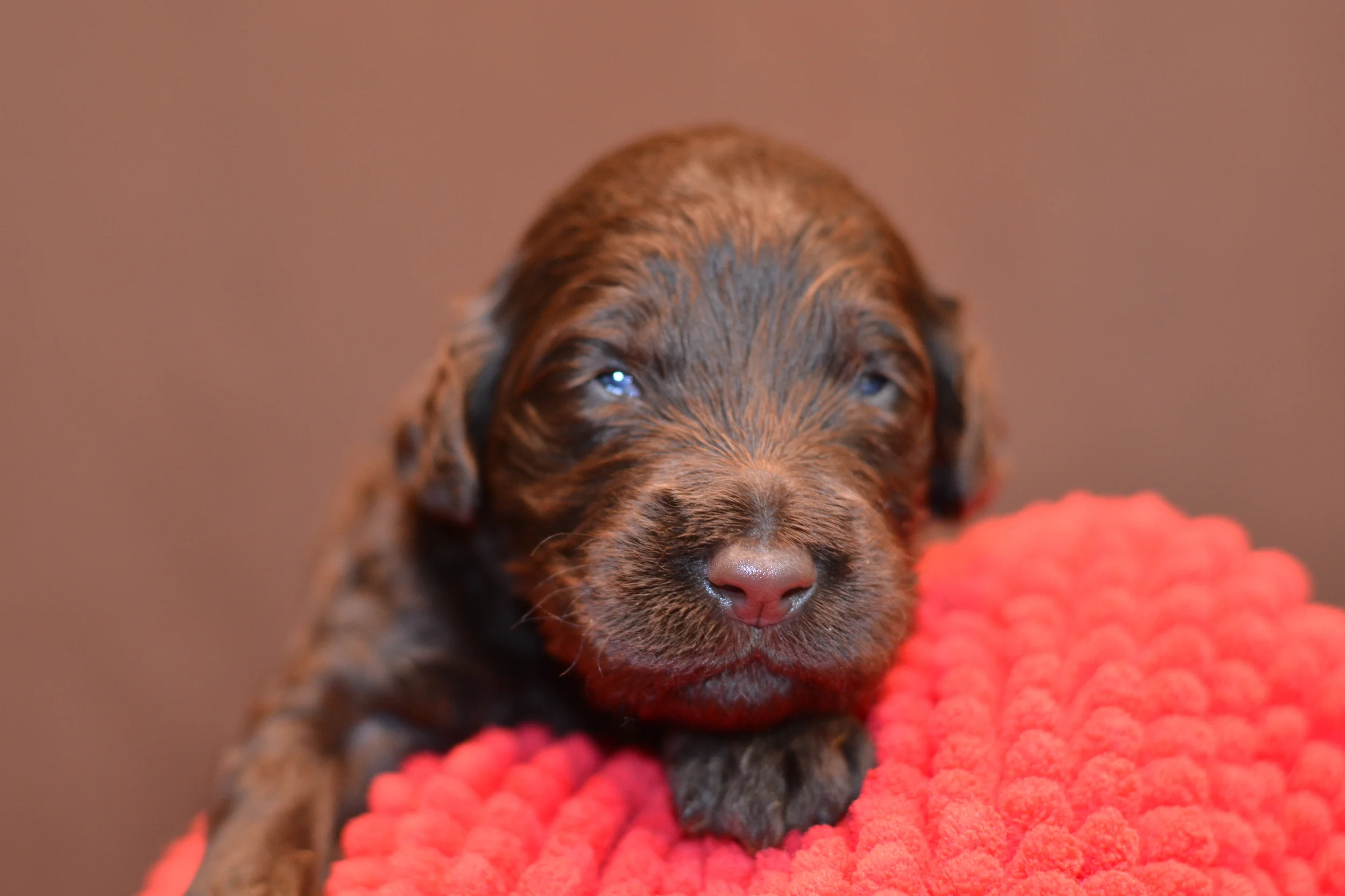 Female- Chocolate- 4857