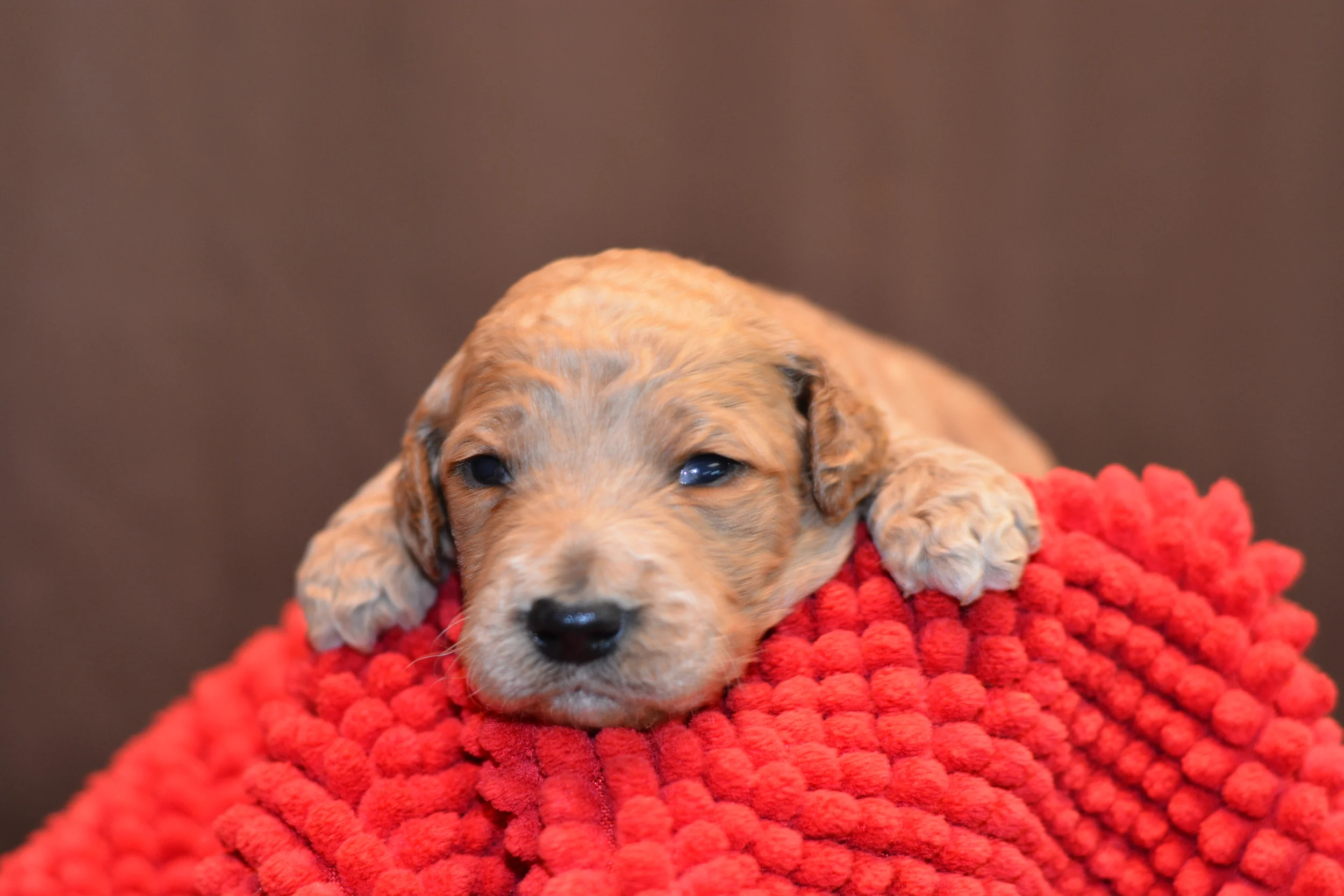 Male- Dark Apricot- 4408