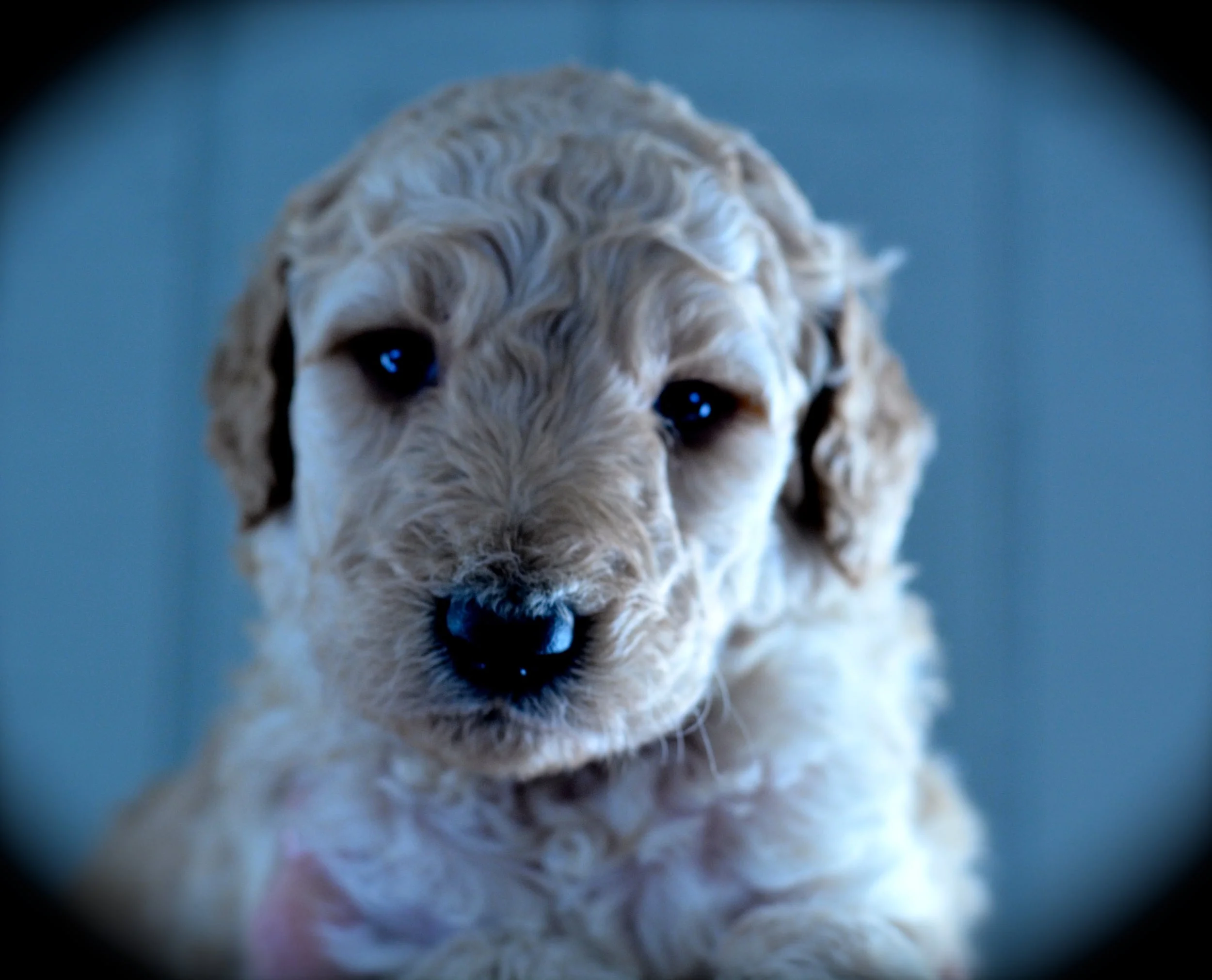 Saydee puppy - F1b Standard Goldendoodle