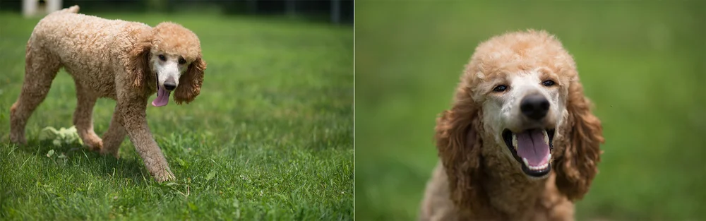 addie.jpg