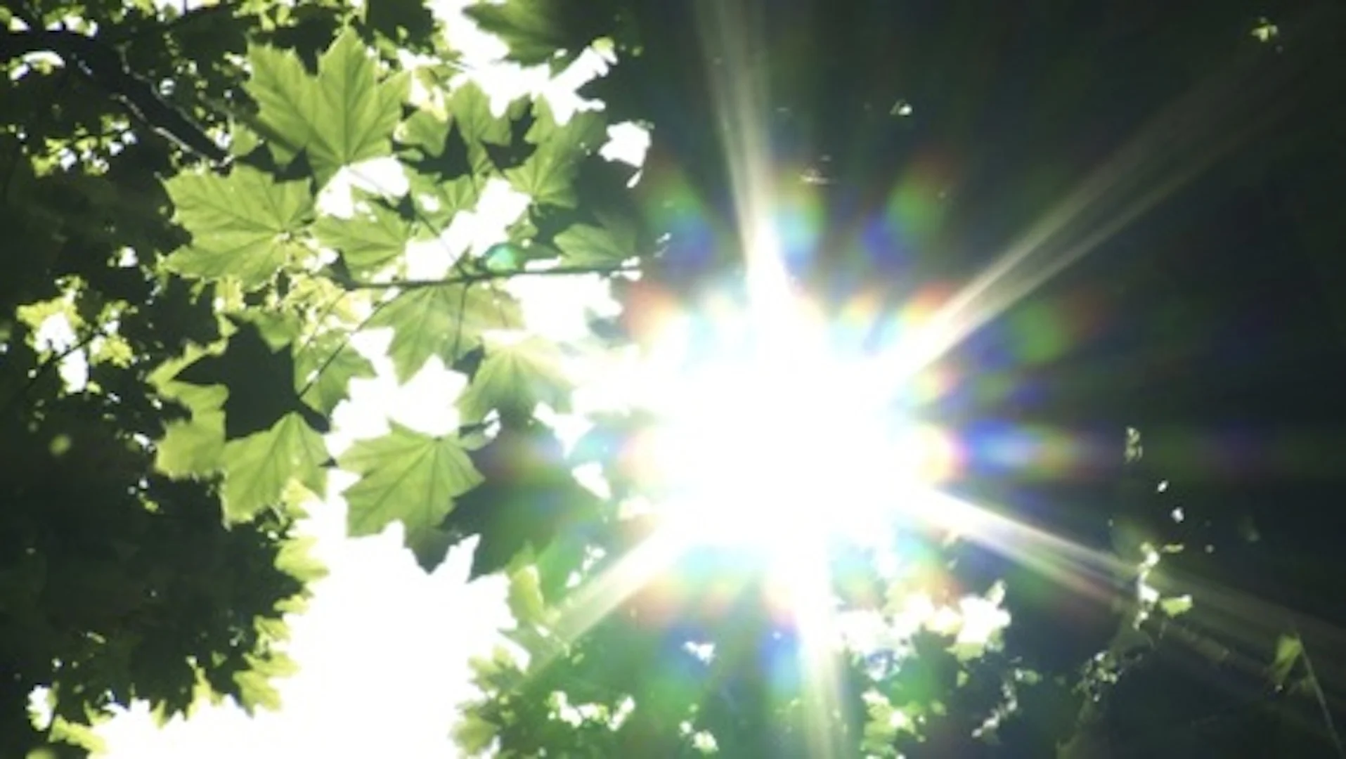 13 year-old inventor, Aidan, realized that trees use a mathematical formula to gather sunlight in crowded forests.
