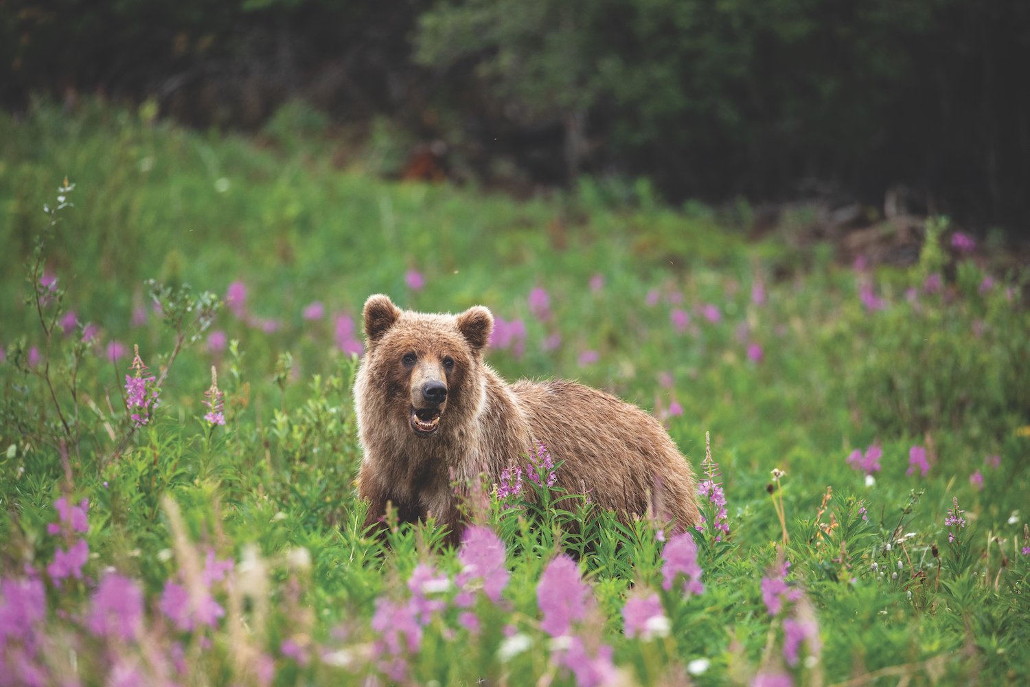 bear copy.jpeg
