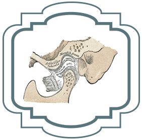 Jaw tooth diagram