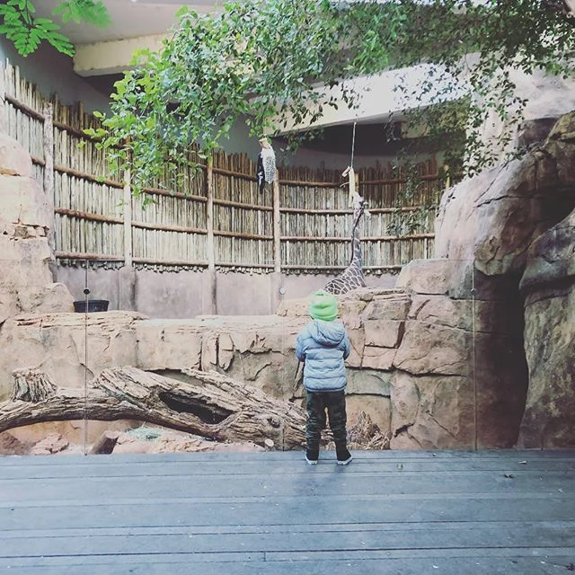 When you want to see a giraffe and it’s +6 outside, the zoo is all yours